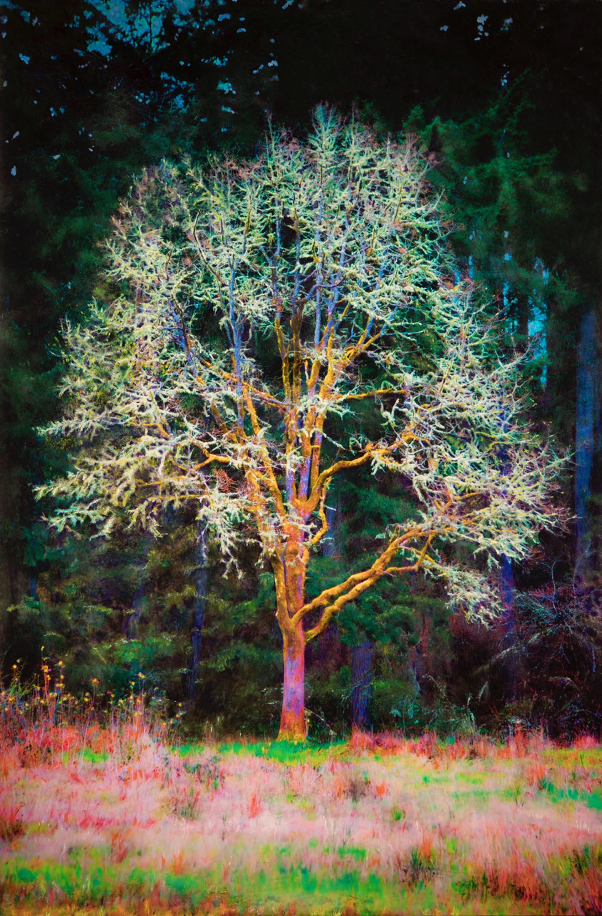Magic Tree by S. RUSSELL HALL + T. RISHEL