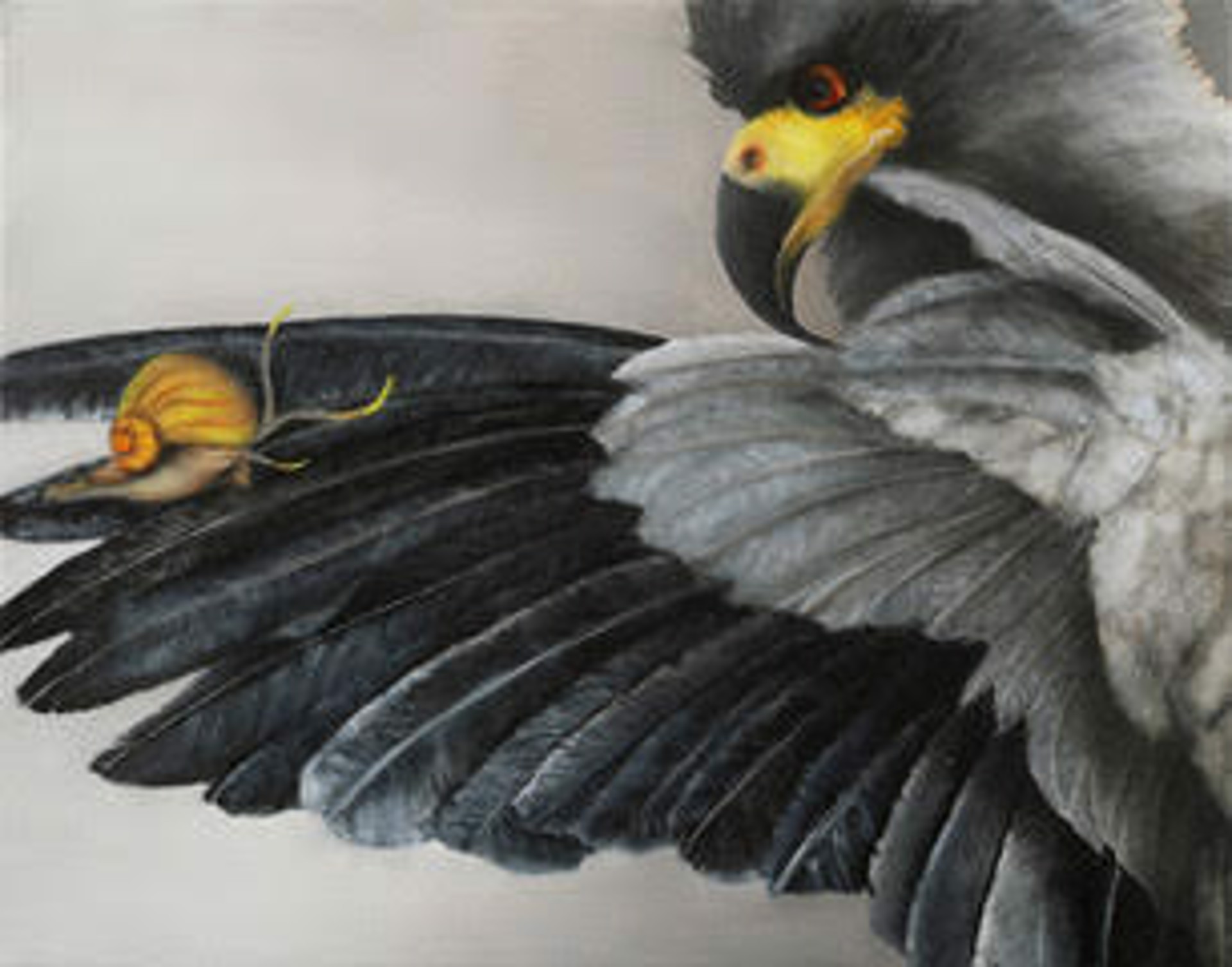 "Everglade Snail Kite" Endangered as listed by Fed. Govt. and State of Florida Rostrhamus sociabilis by Adrienne Sherman