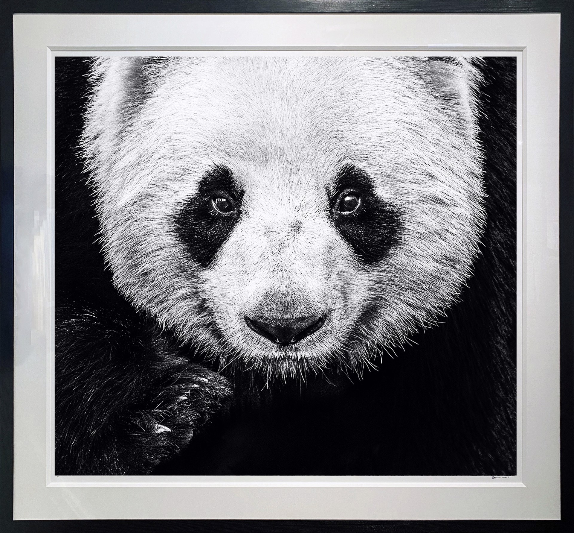 Kung Fu Panda by David Yarrow