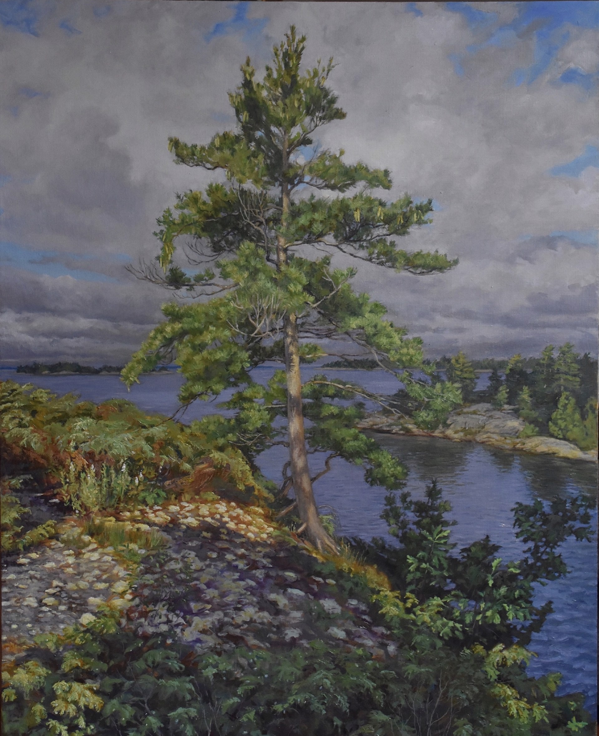 White Pine Georgian Bay by Robin Nyikos
