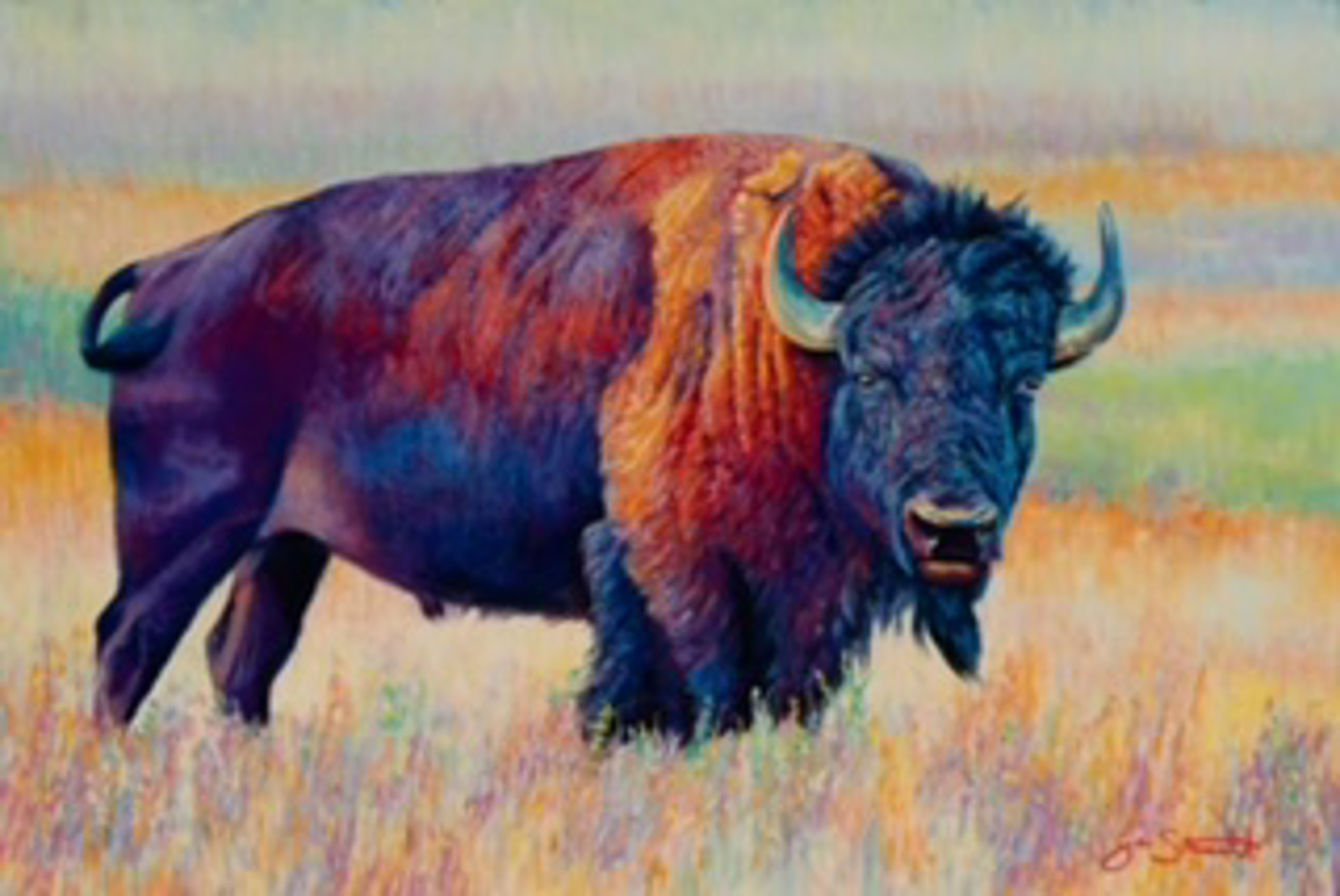 American Bison by Jen Starwalt
