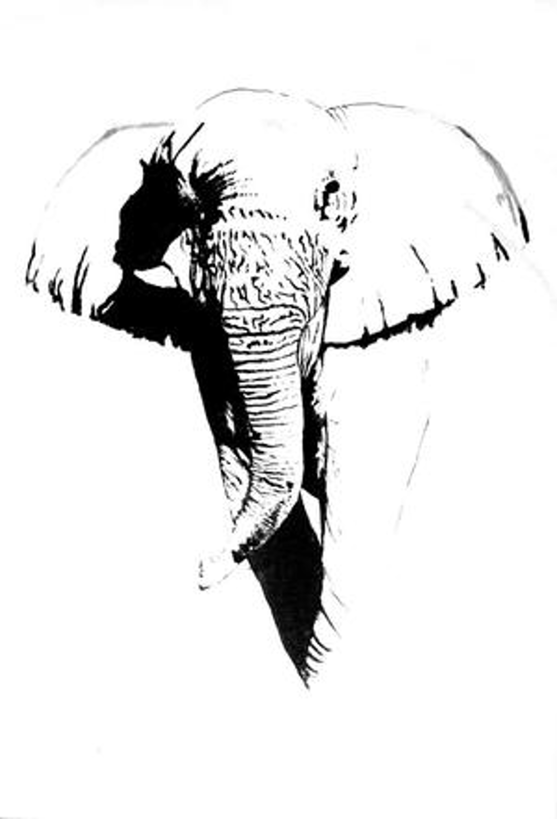 Elephant by Peter Bruce