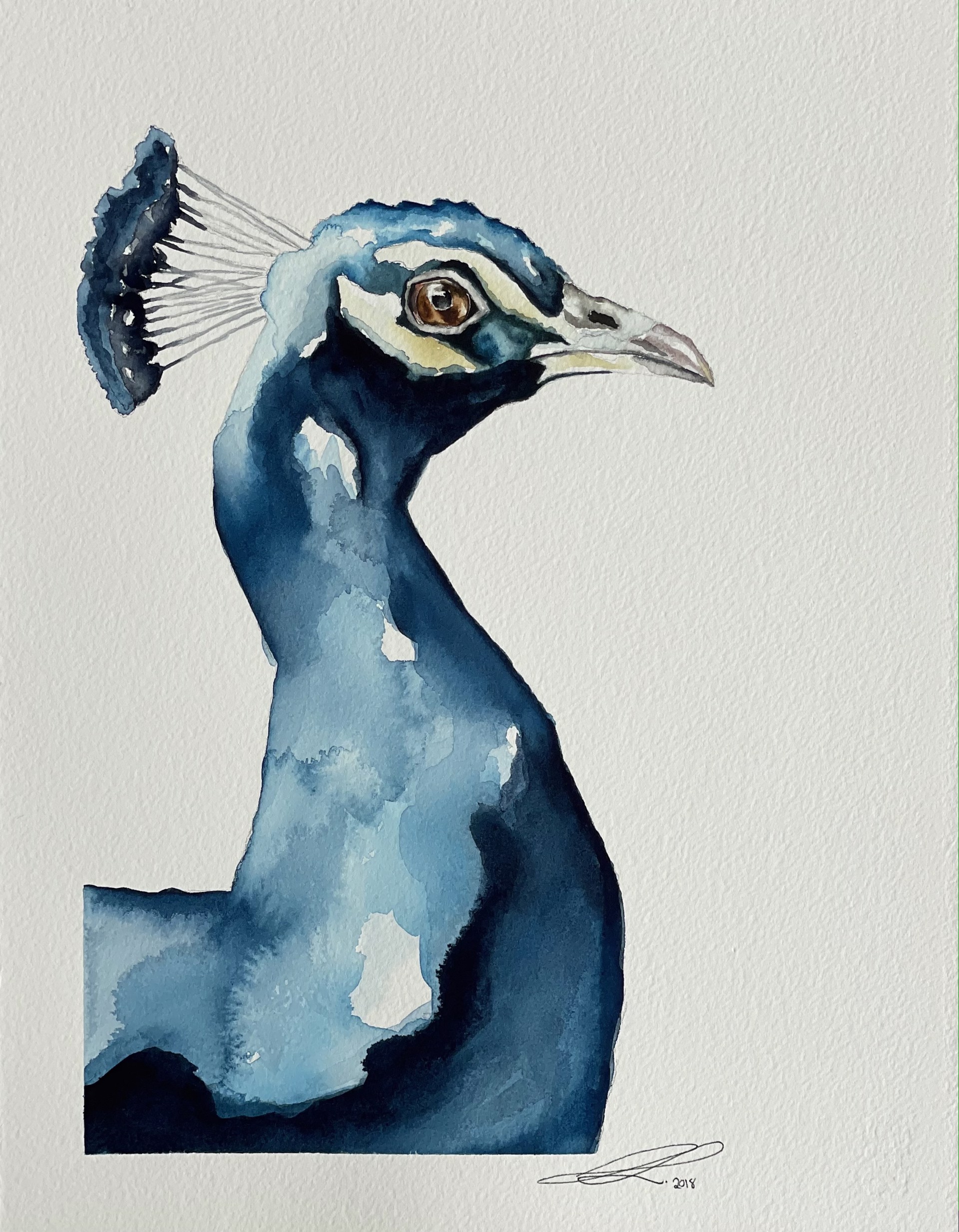 Peacock by Jennifer Lail