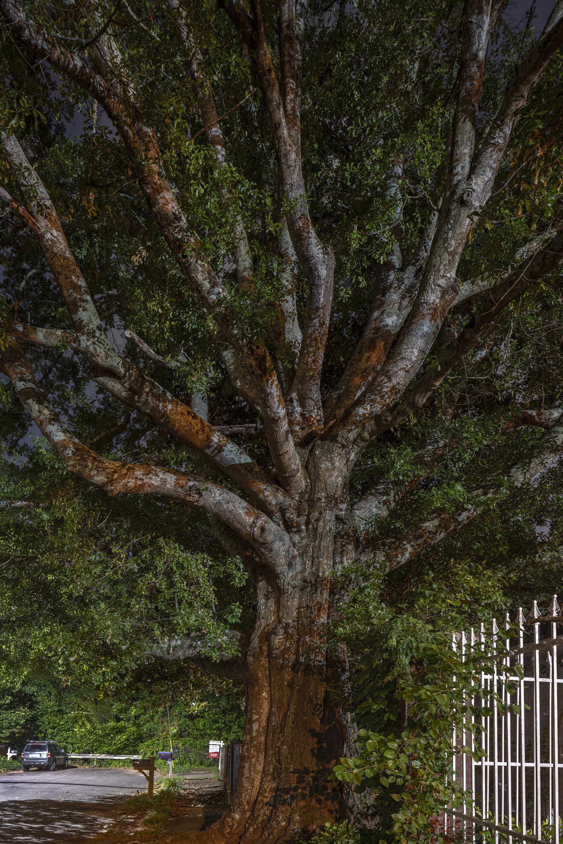 Water Oak #3, Atlanta, GA by Peter Essick