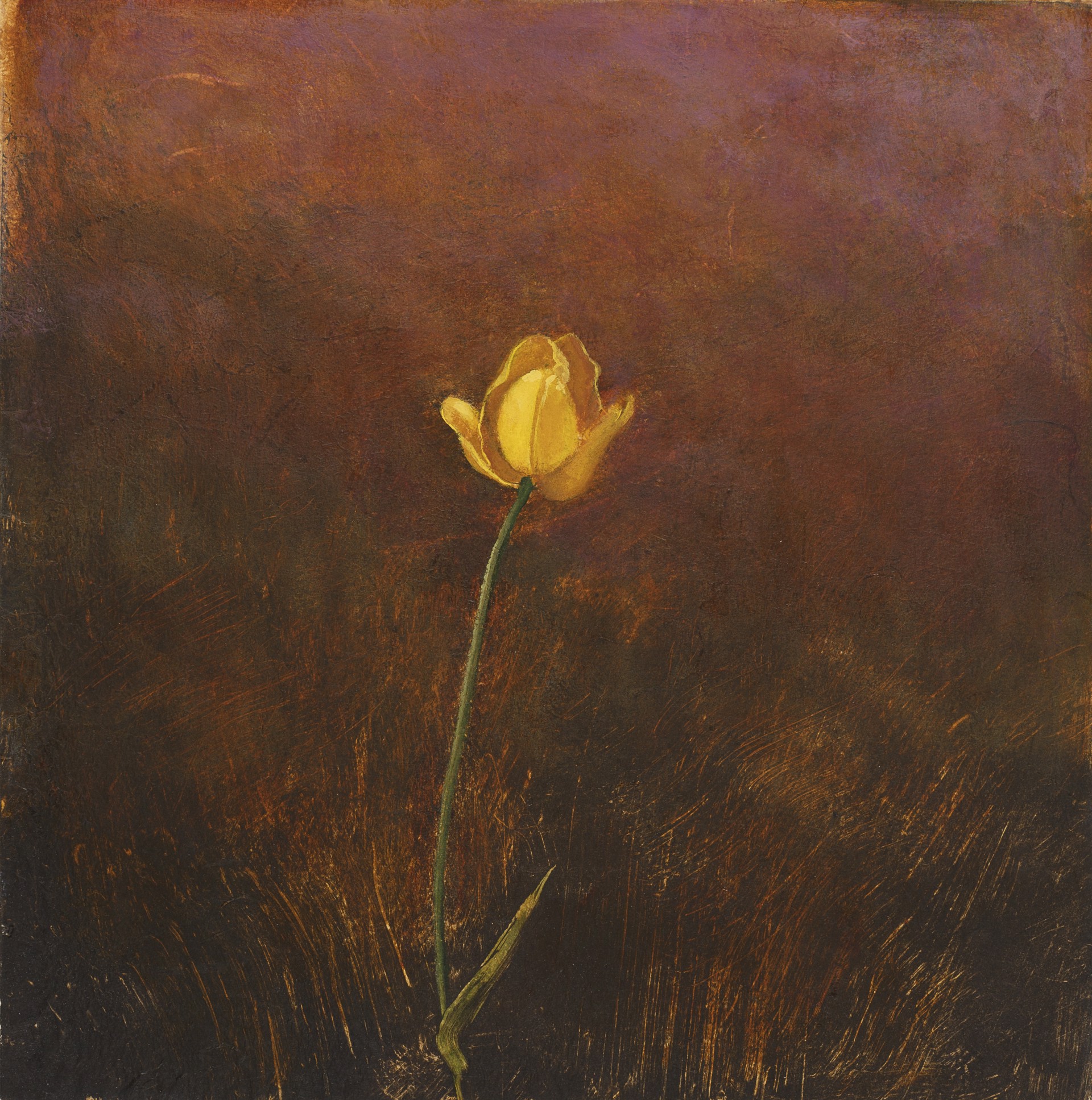 Single Yellow Tulip by Carol Mothner