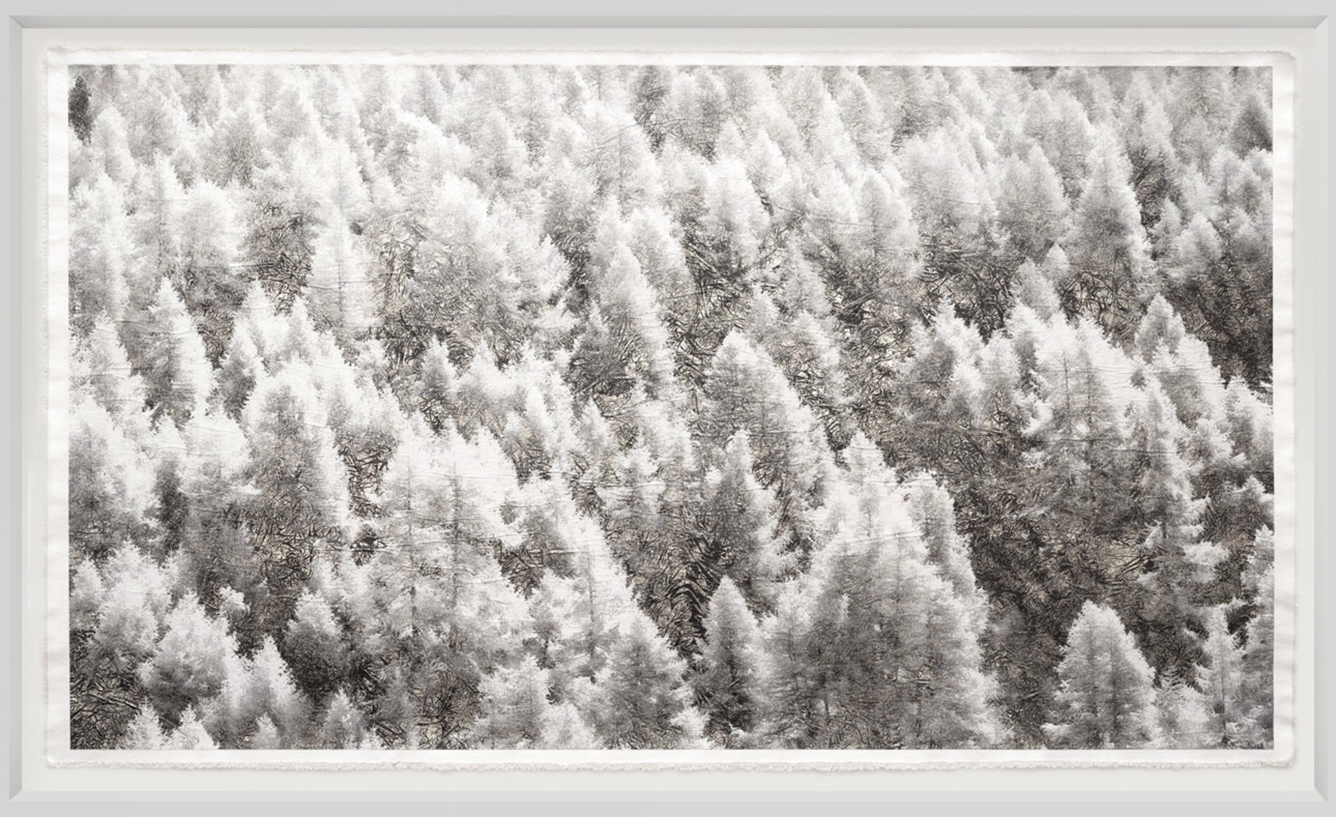 Larch Forest Hillside by Bill Claps