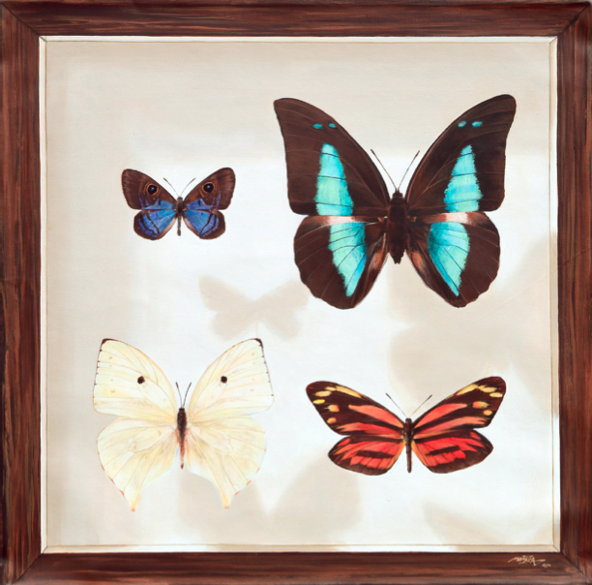 Butterflies of Mexico - Board 3 by Youri Cansell aka Mantra