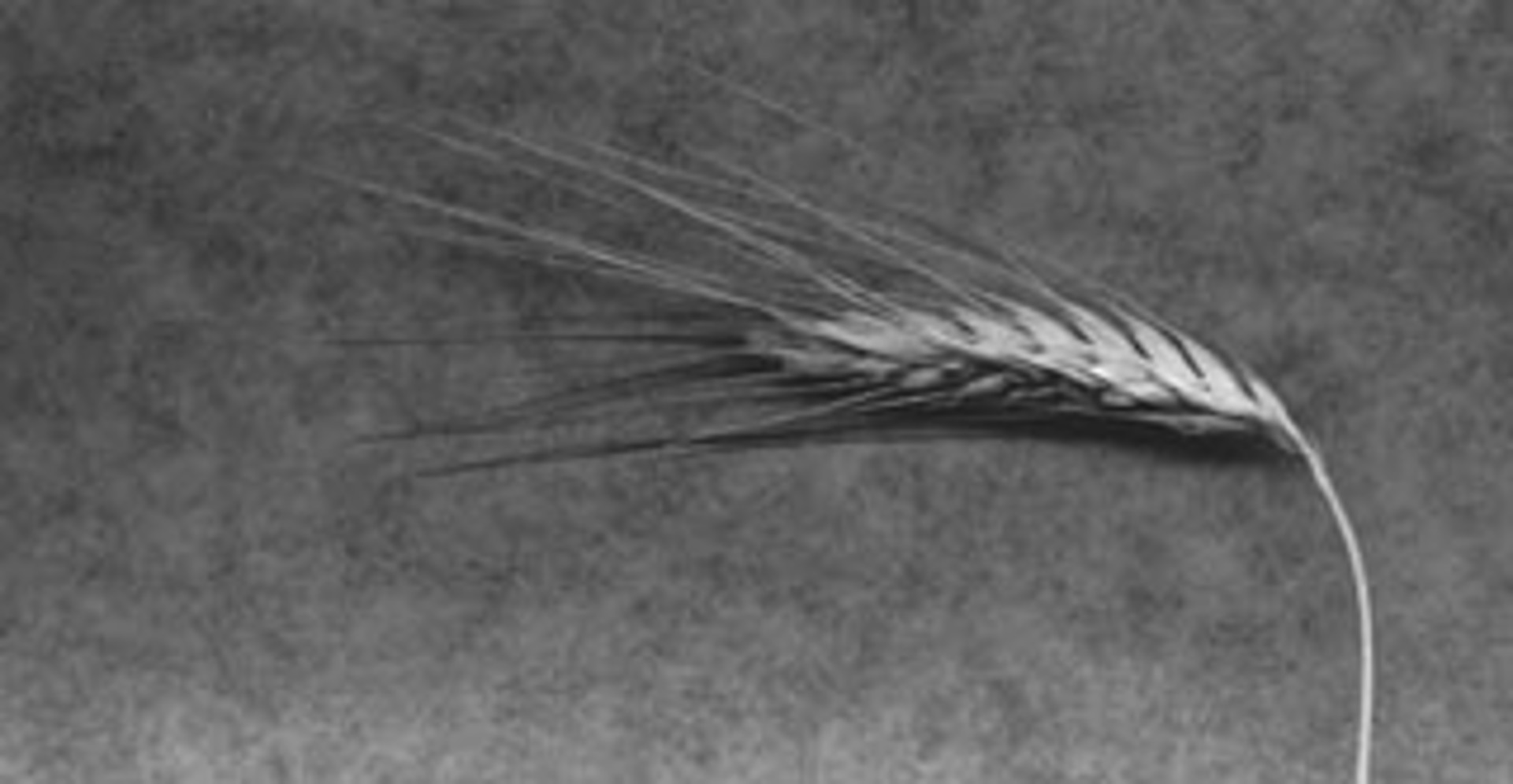 Horizontal Wheat by Ken Smith