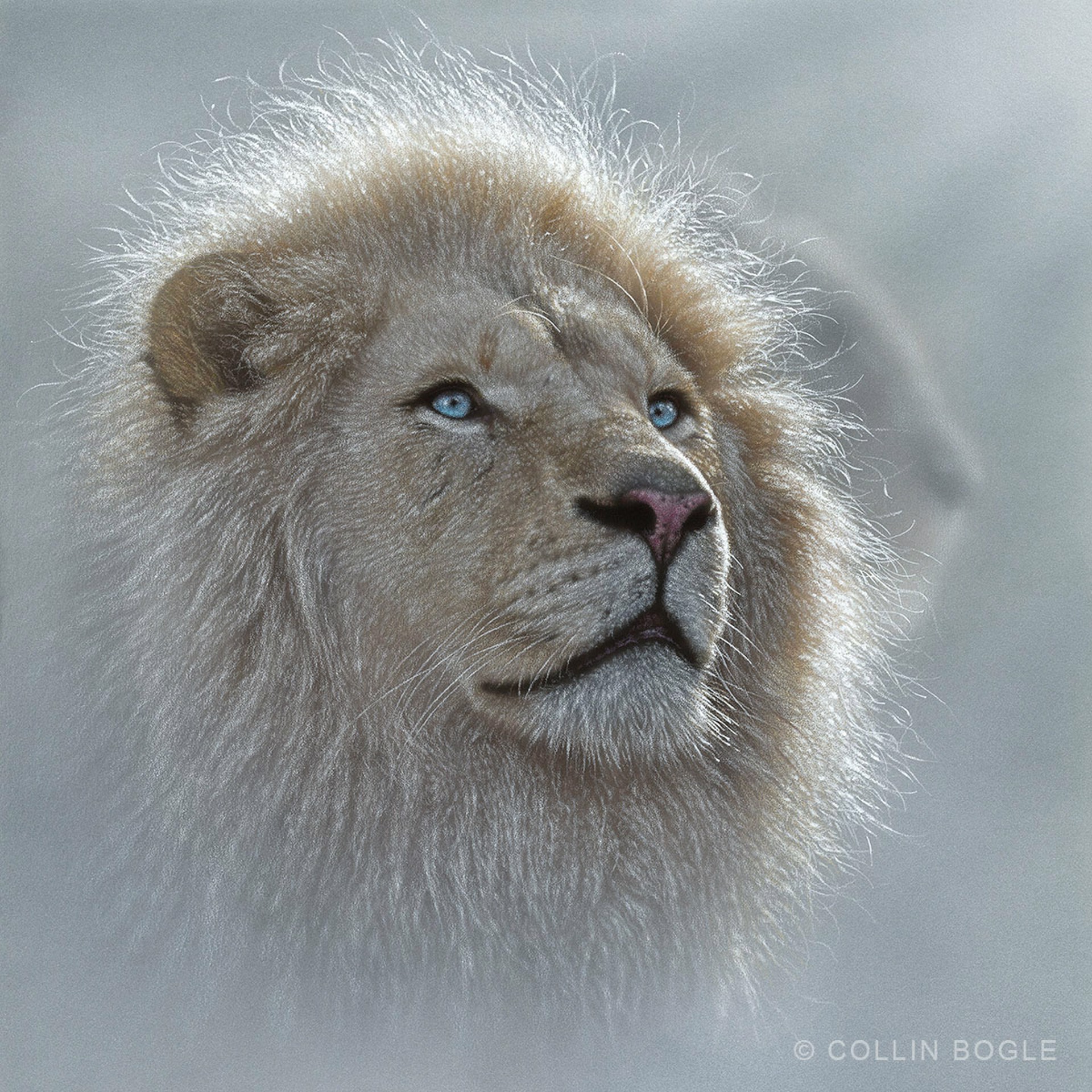 White Lion by Collin Bogle