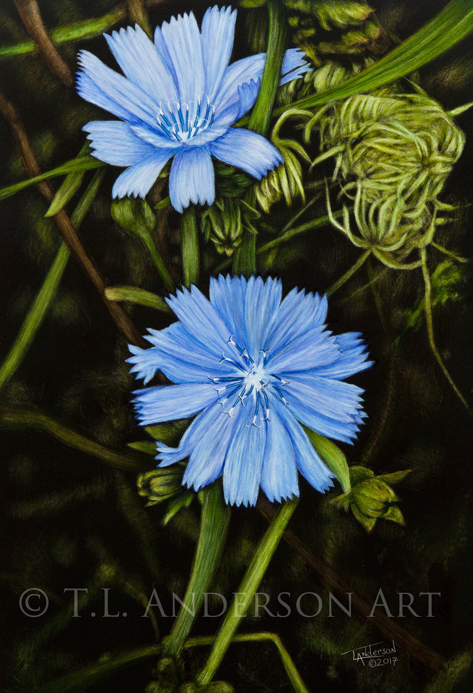 Summertime Blue - Chicory by Tracy Anderson