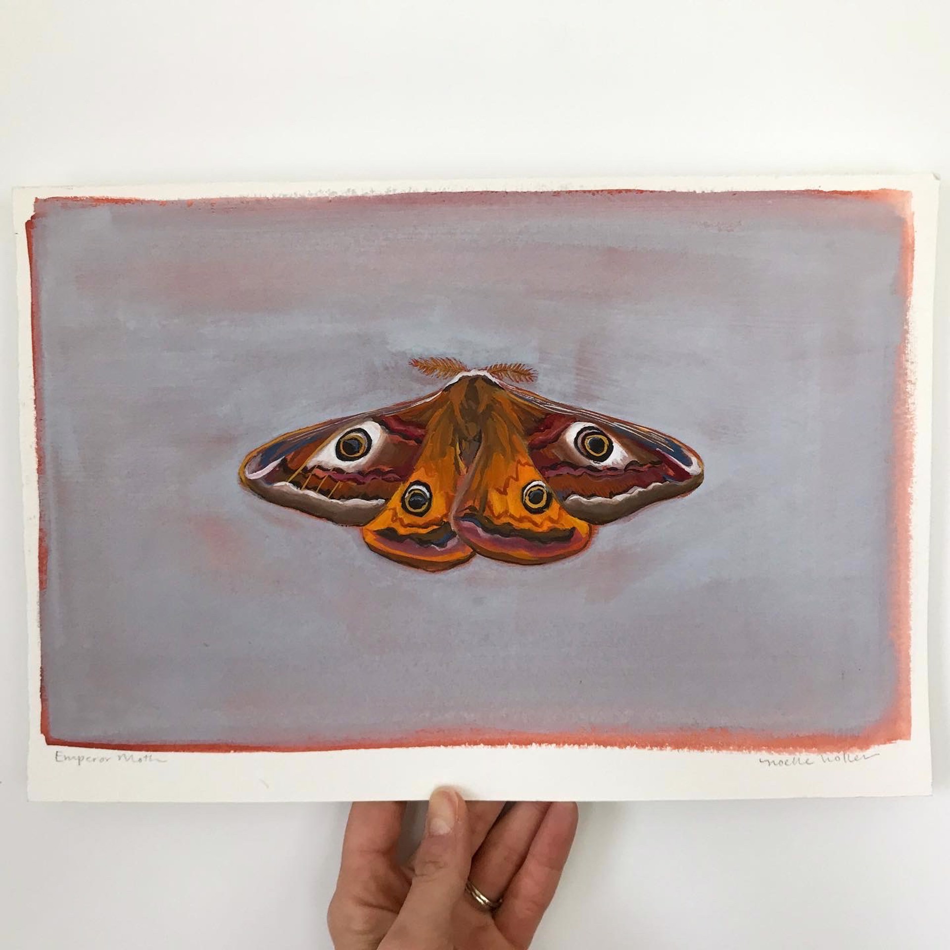 Emperor Moth by Noelle Holler