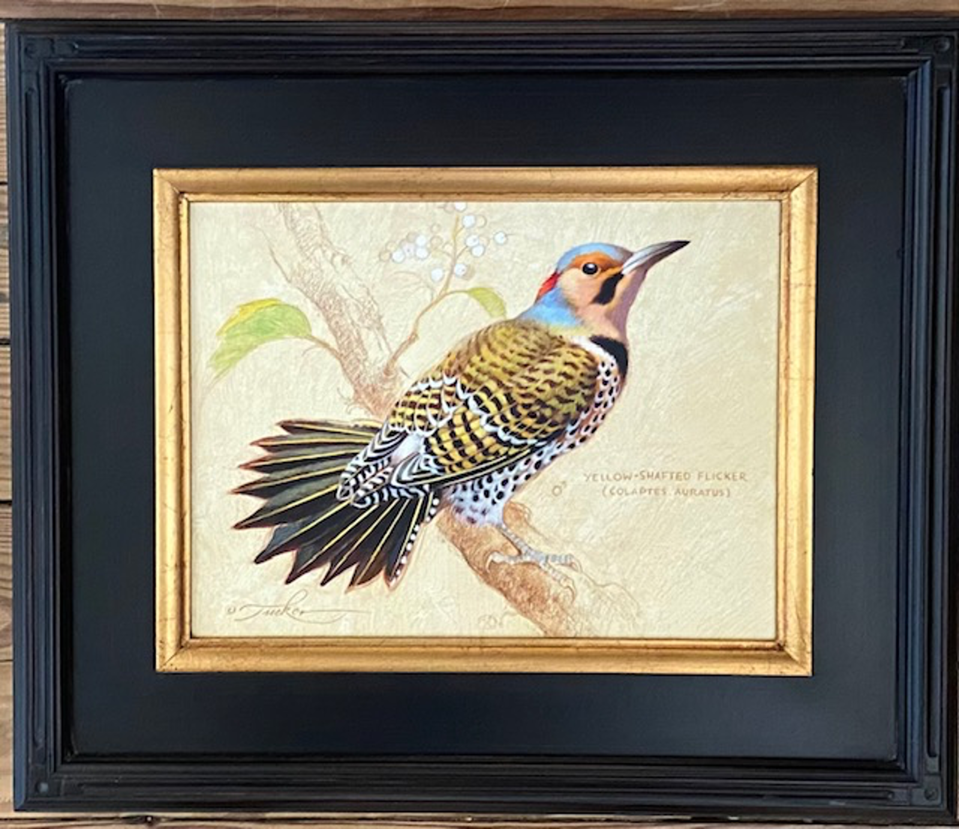 Yellow-Shafted Flicker #2 by Ezra Tucker