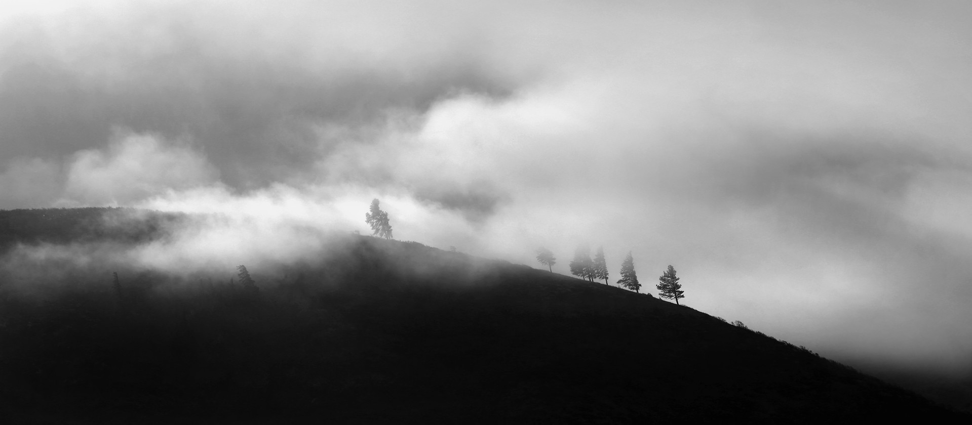 Foggy Hill Trees by Chris Little
