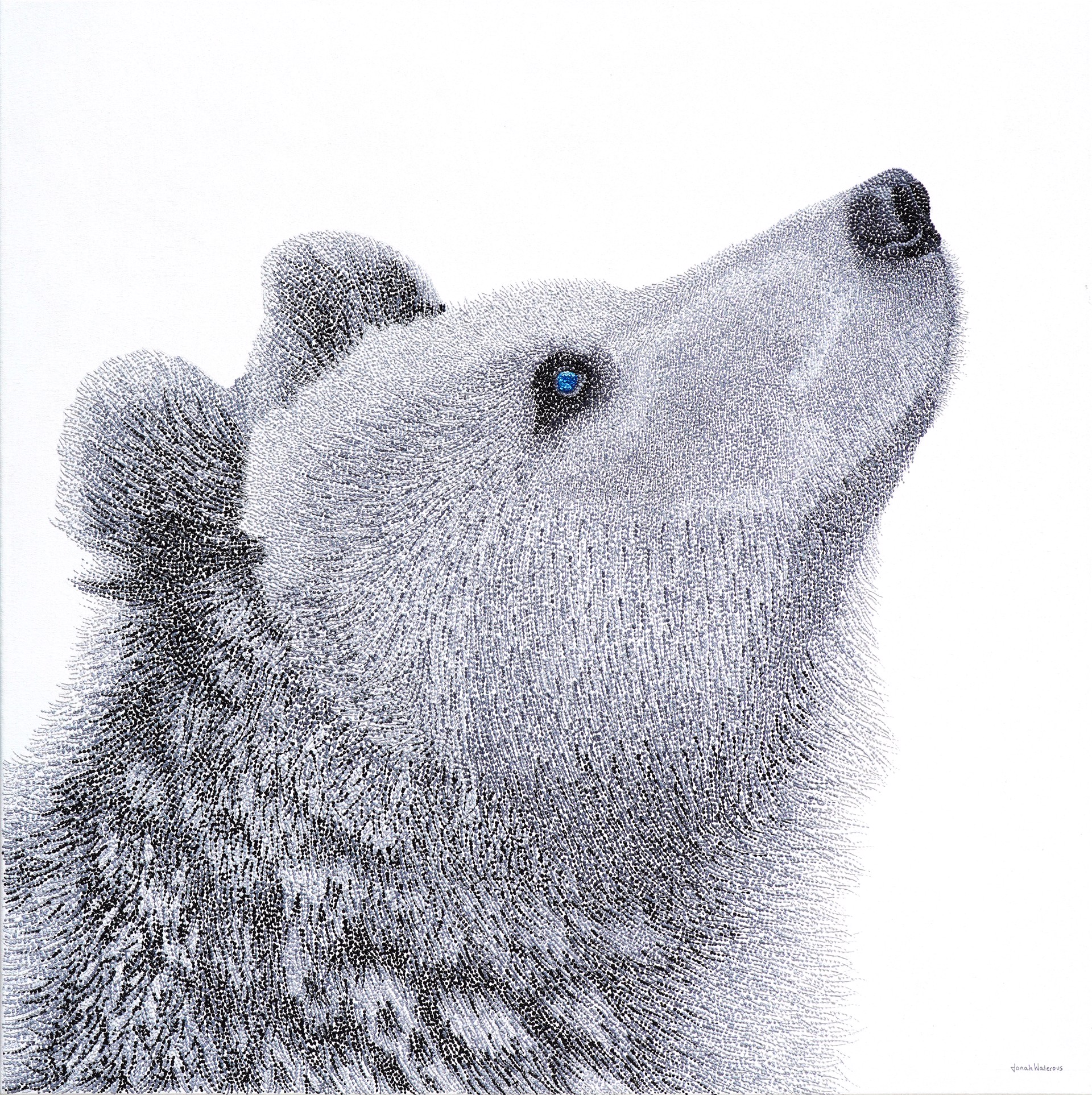 Bear by Jonah Waterous