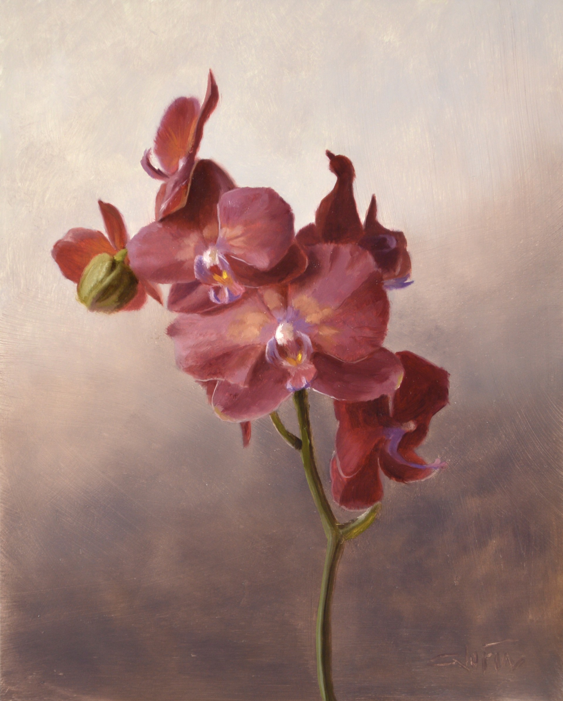 Orchids by Lisa Gloria
