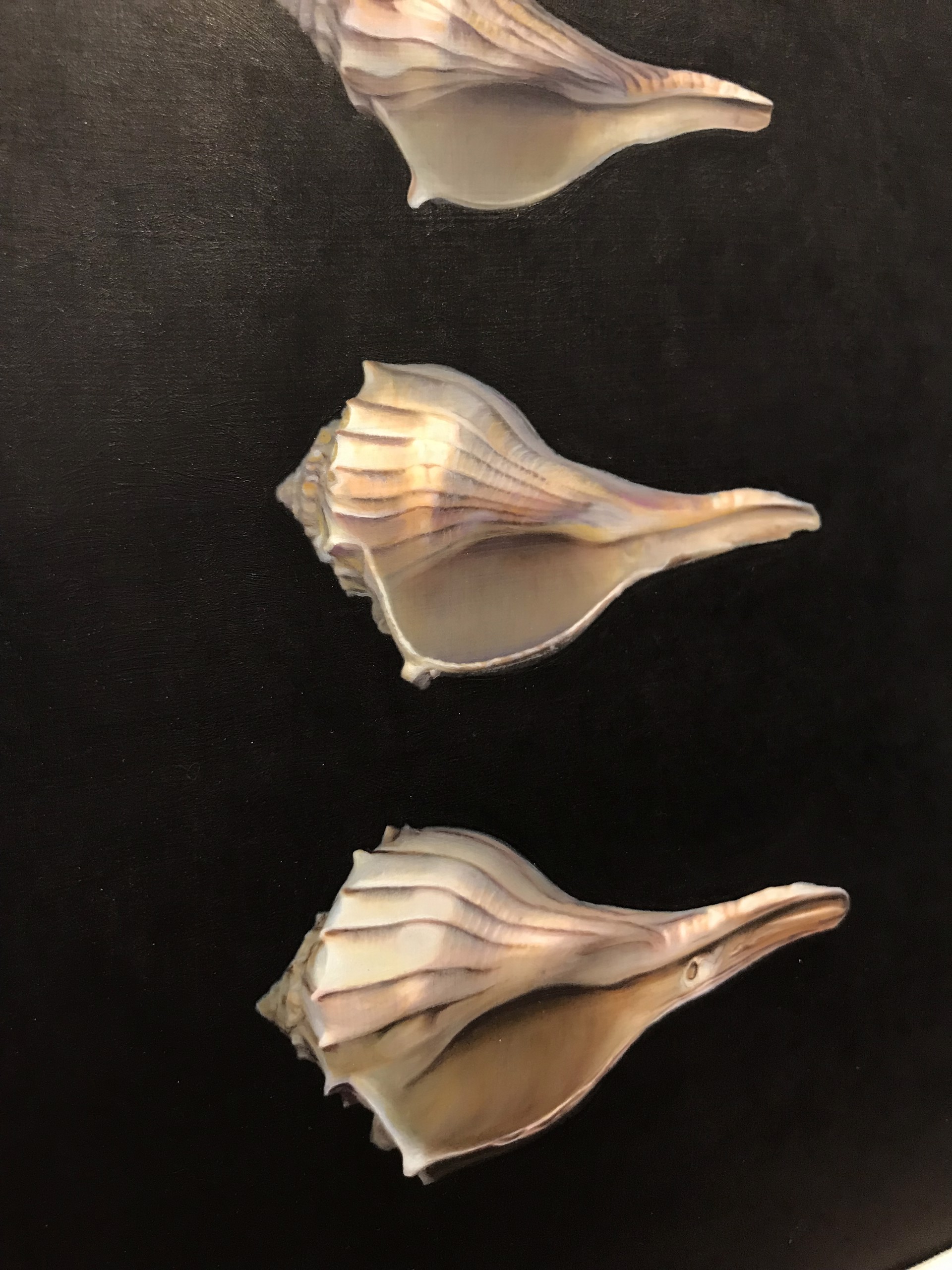 Four Shells by Tilly Woodward