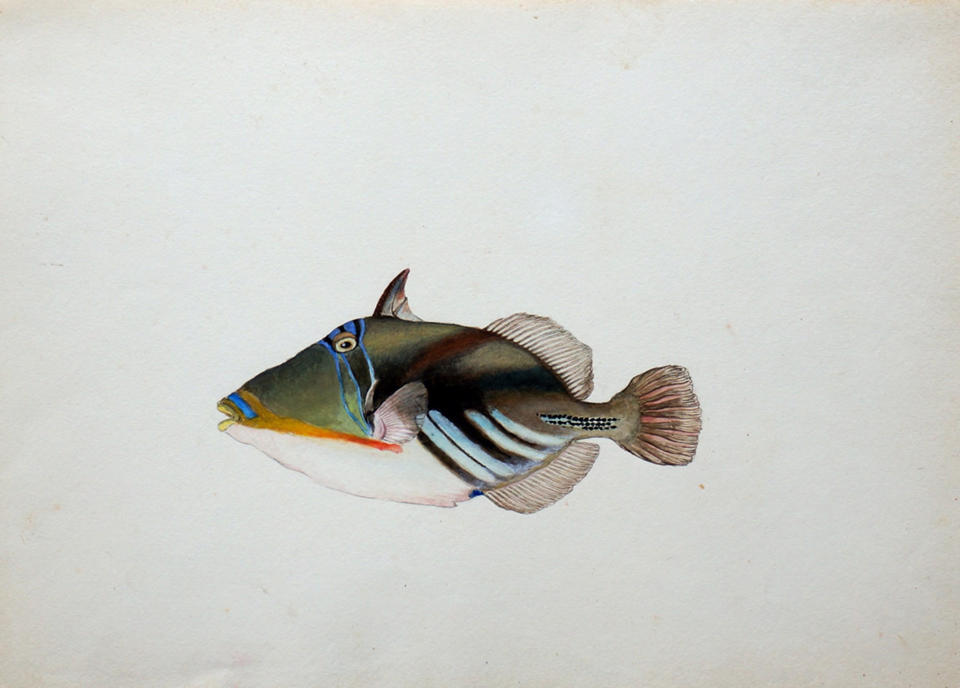 (Rhinecanthus aculeatus), aka Humu Humu or  blackbar triggerfish by Toshio Asaeda