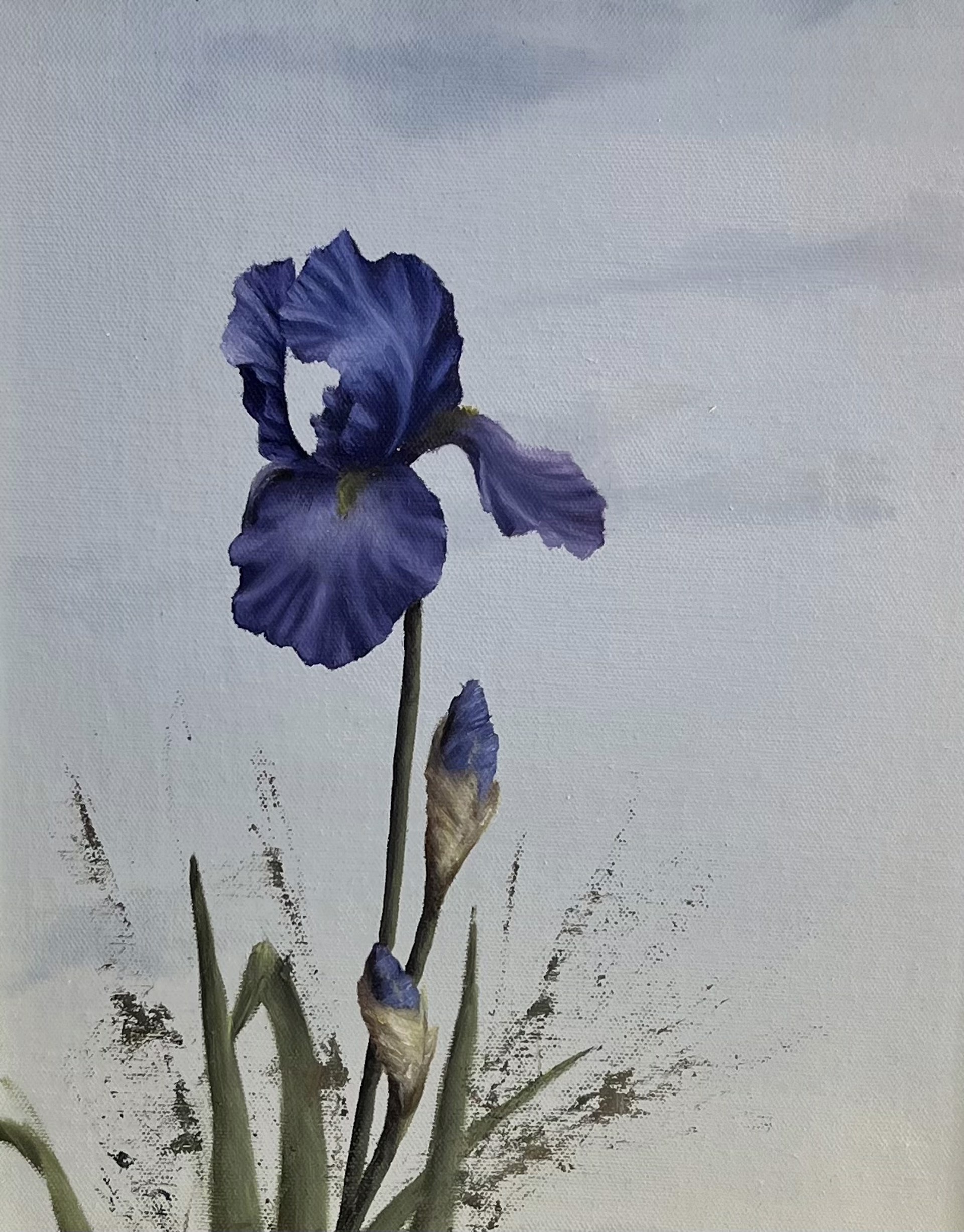 Iris by Gregory Smith