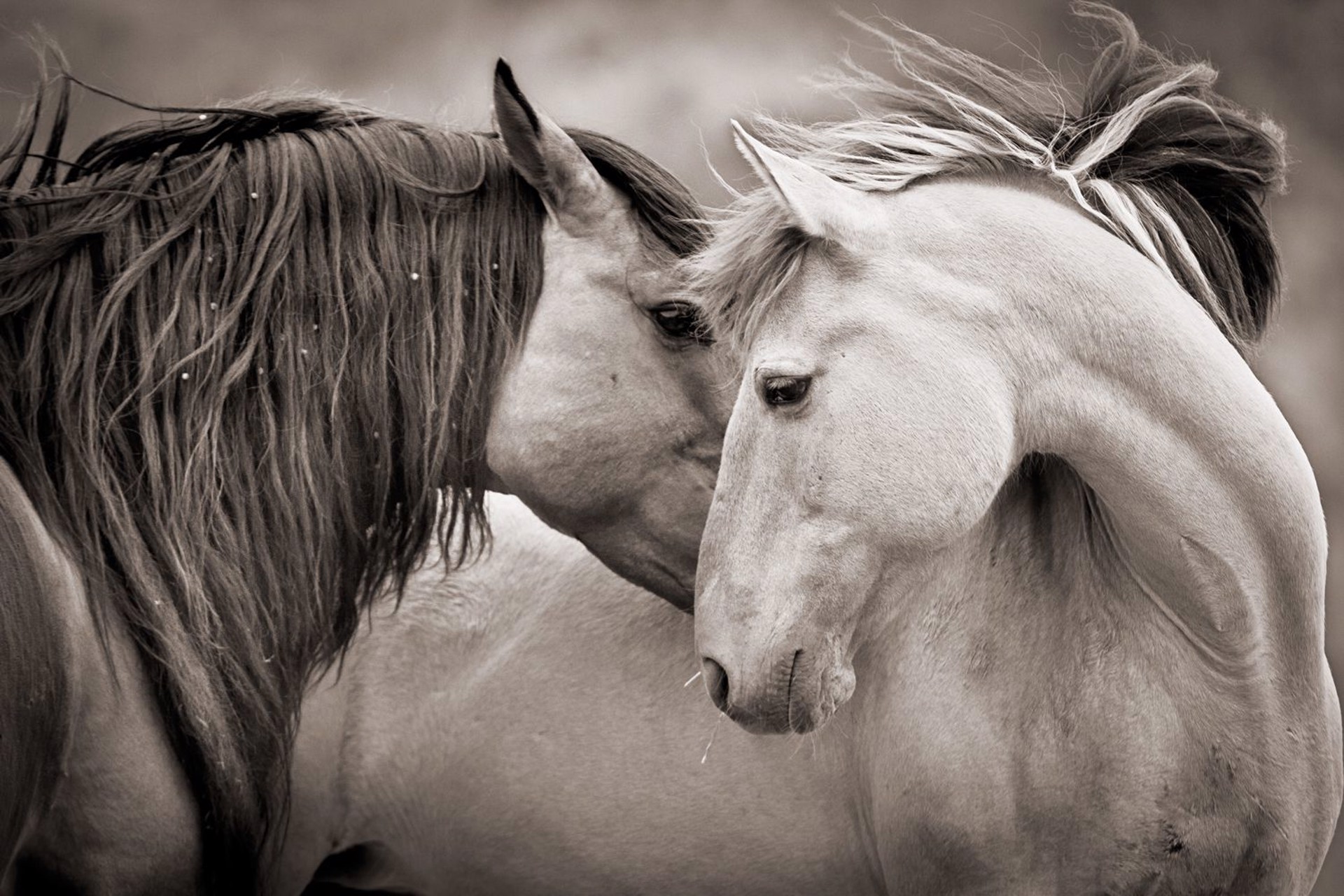 Black And White Photograph Featuring Two Wild Horses With Heads Touching