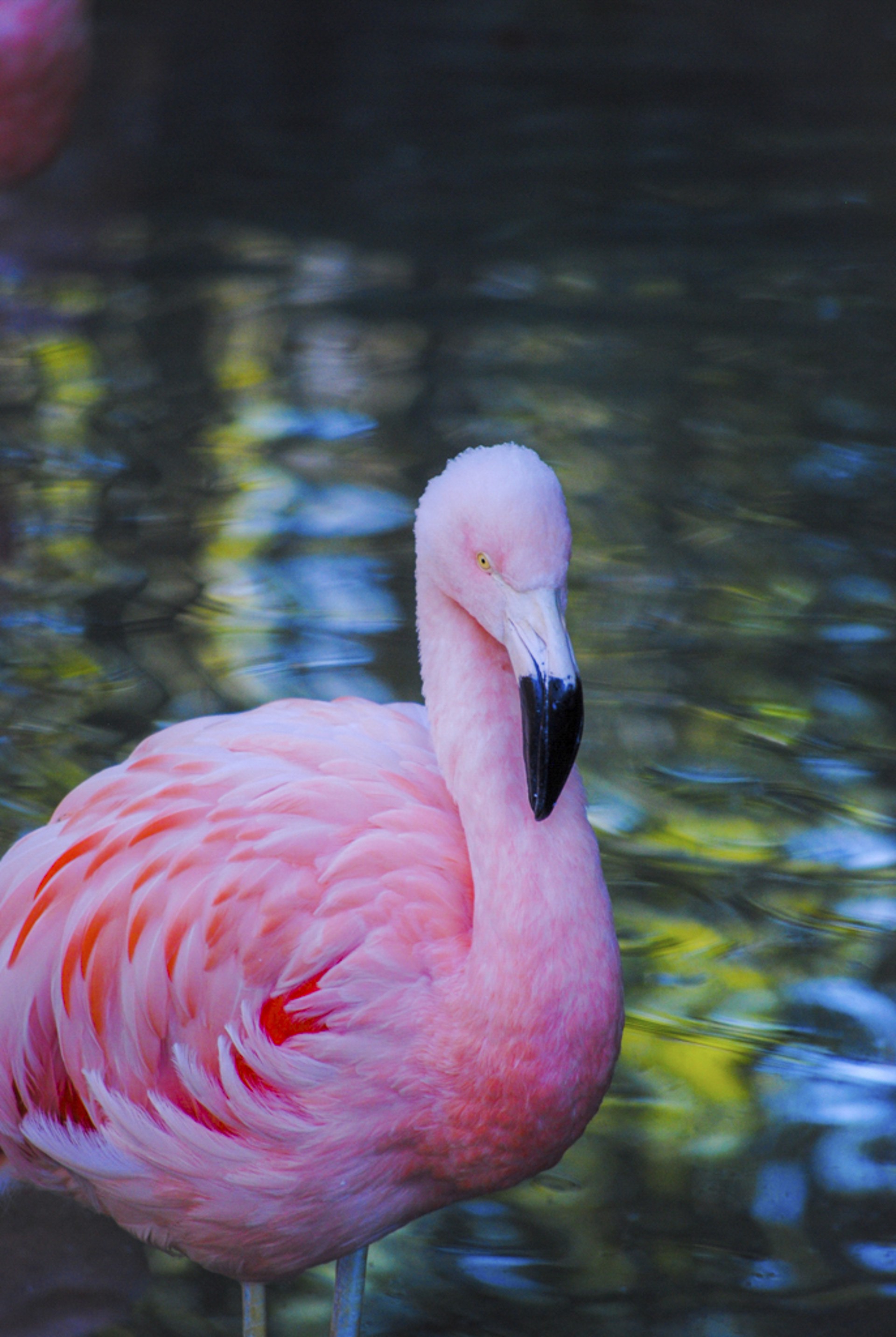 Flamingo by David Seidel