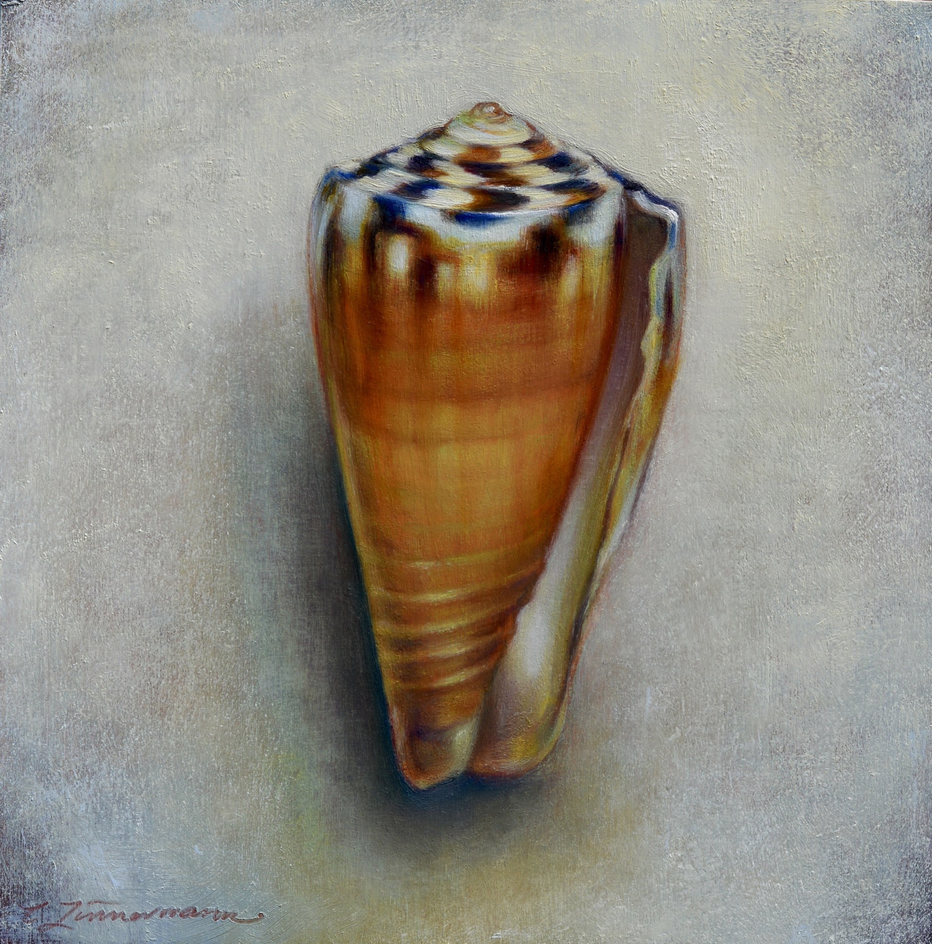 Cone Shell by Caroline Zimmermann
