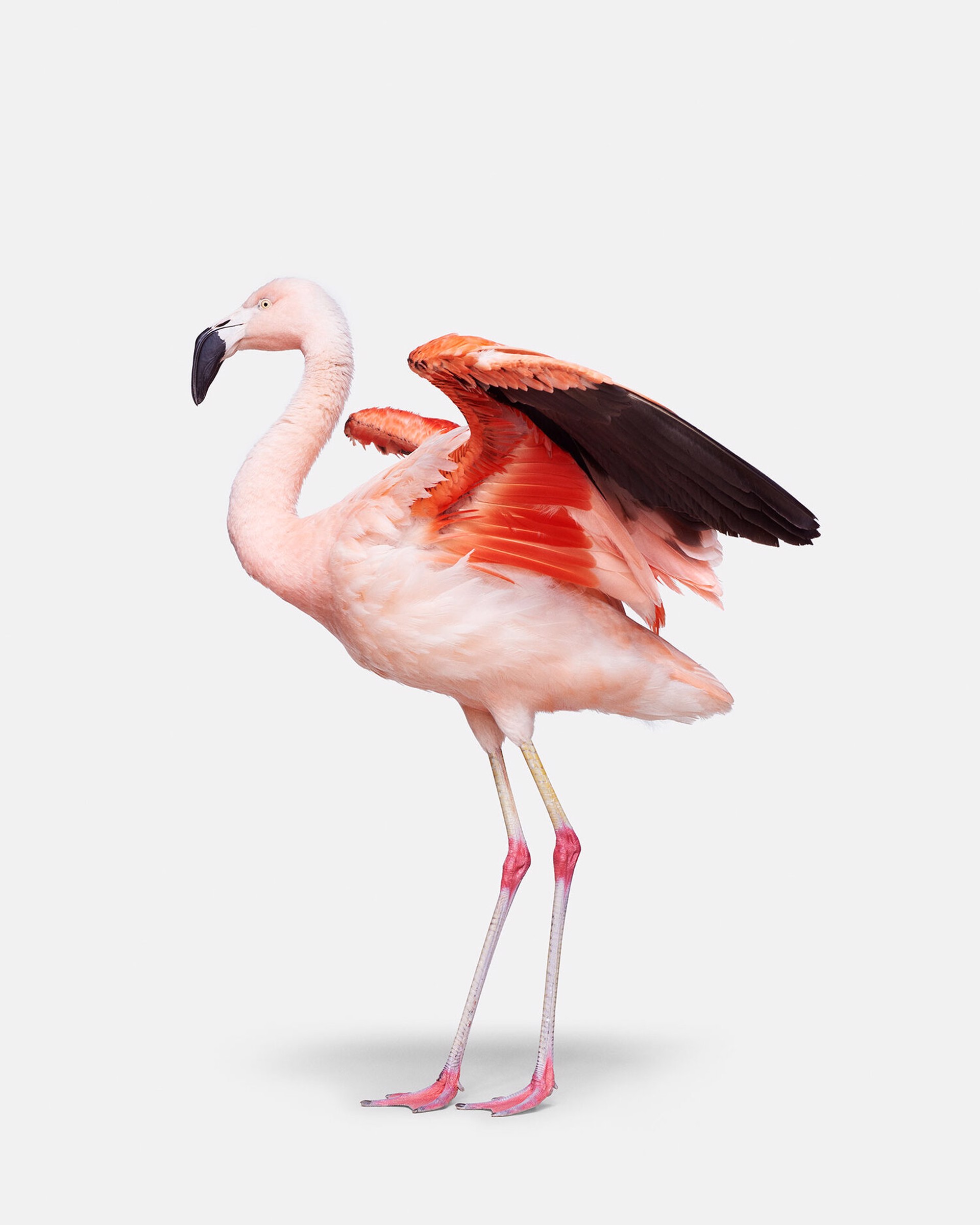 Flamingo No. 2 by Randal Ford