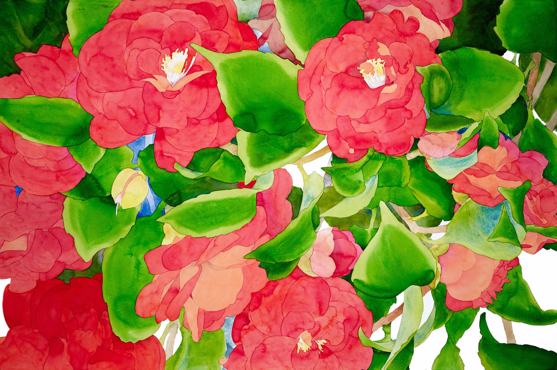 Bright Camellias by Gary Bukovnik