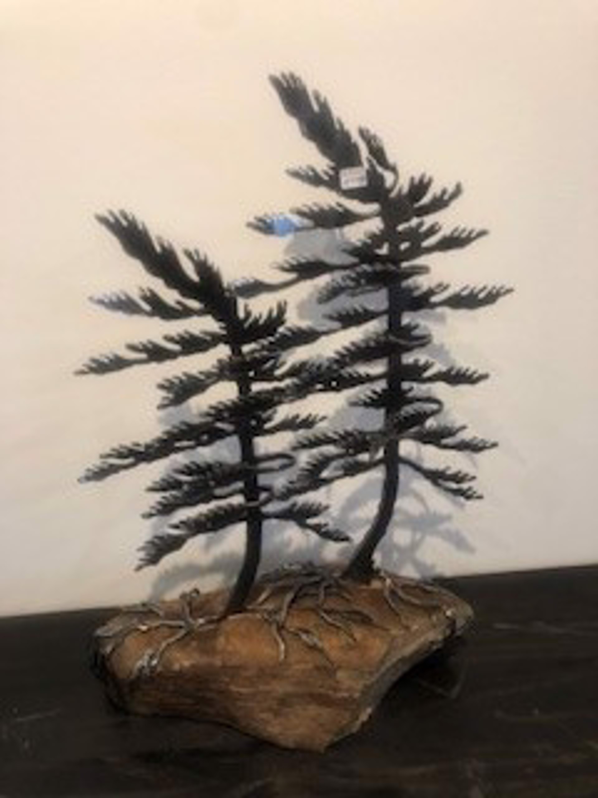 Two Windswept Pines on a Rock - #6302 by Cathy Mark