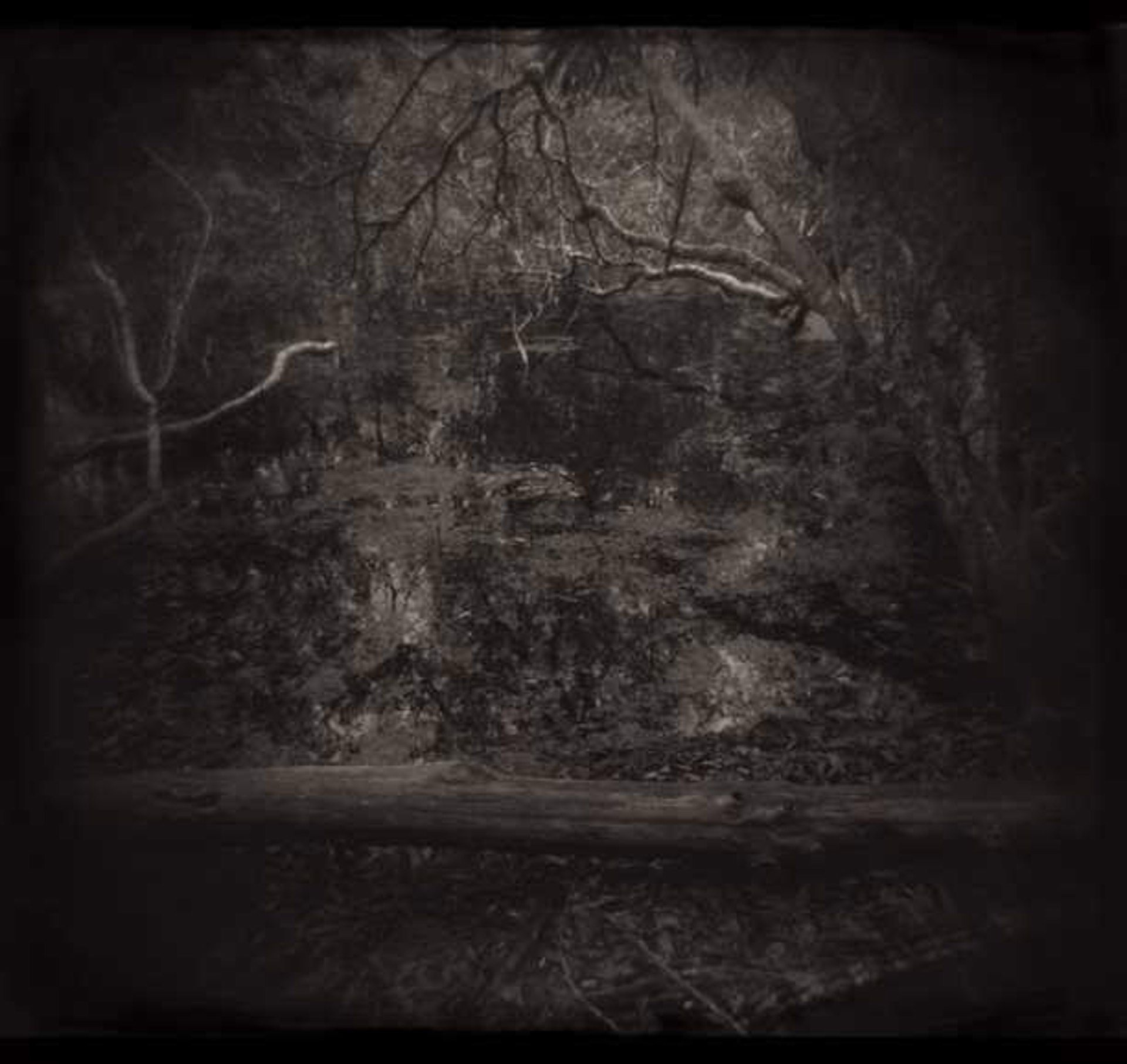 Dark Woods, Barataria, LA by Leslie Addison