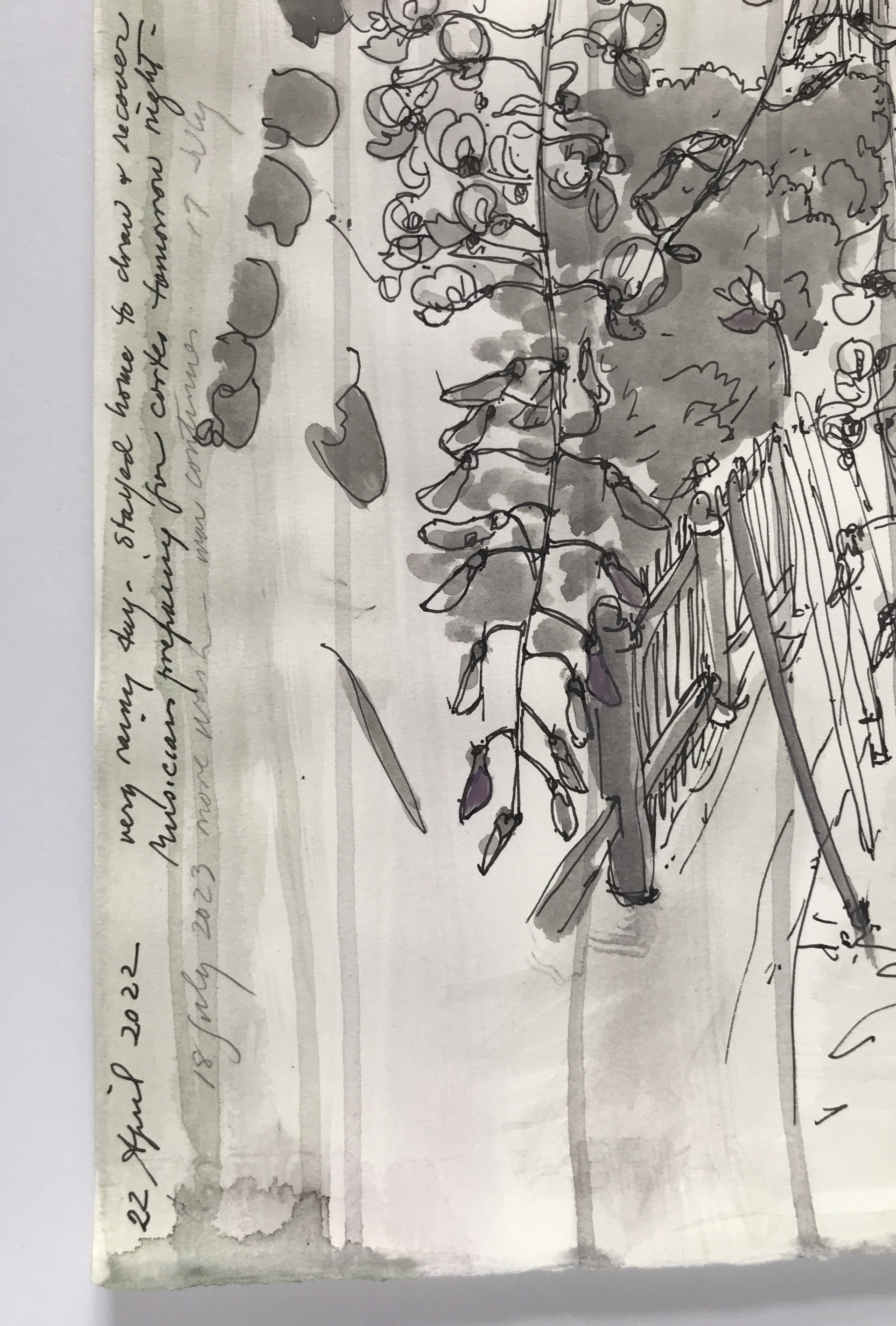 My Wisteria, Venice, 2022: View from my terrace, looking towards Ponte sant’ Agostin. A rainy day; messages from friends; musicians across the canal rehearsing for a boat procession for Peace in Ukraine.  (W. japonica floribunda macrobotrys.) by Amy Worthen
