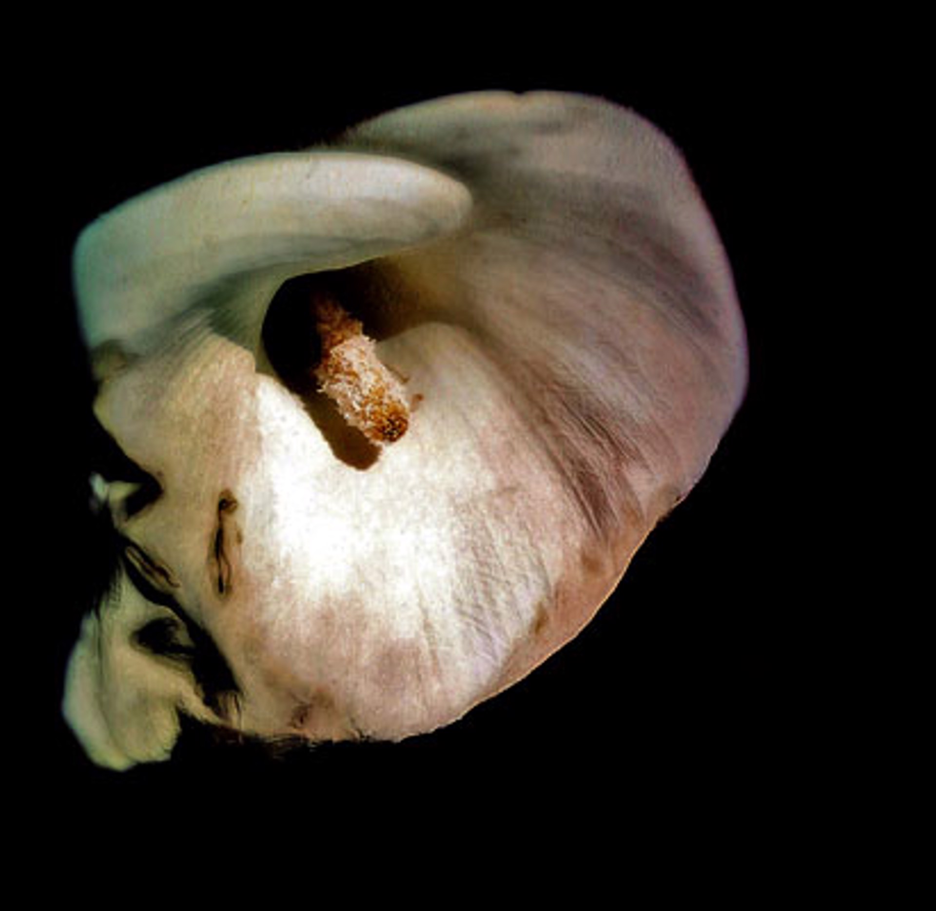 Calla Lily by Arlene Stanger