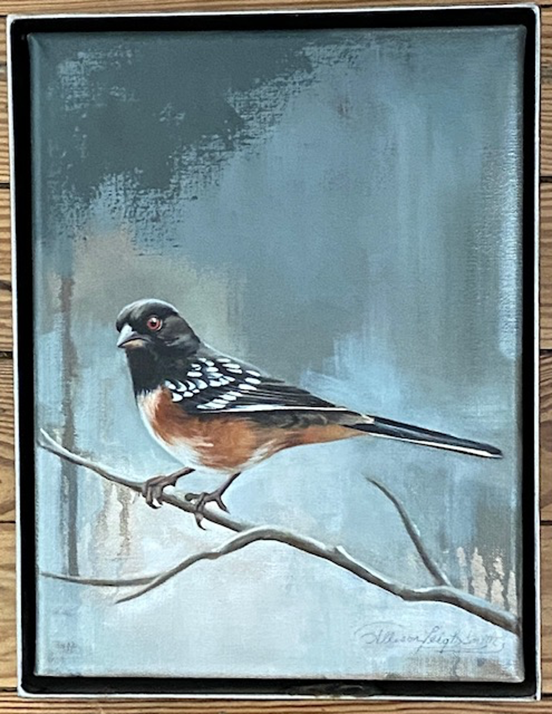 Spotted Towhee by Allison Leigh Smith