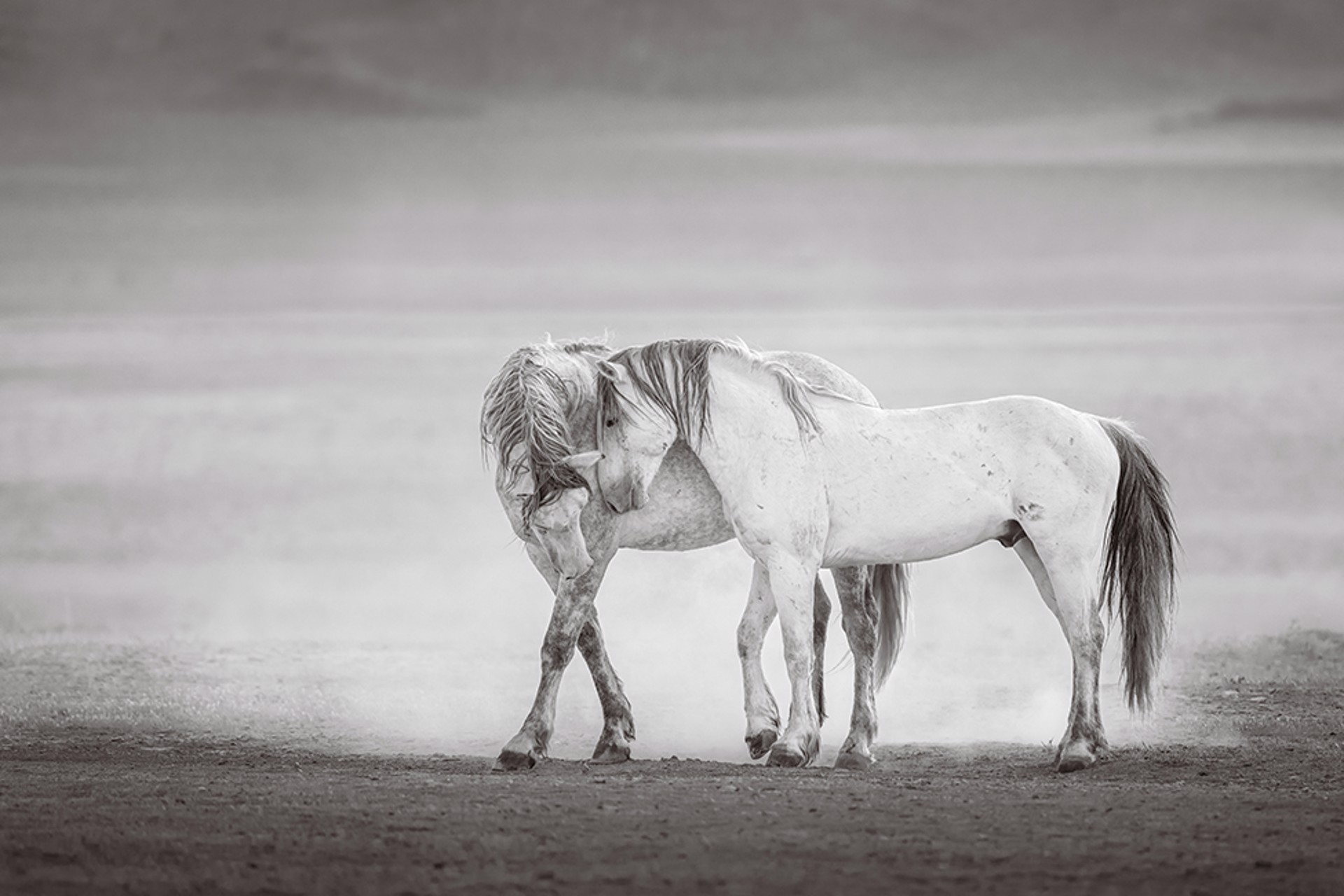 Desert Grays by Maria Marriott