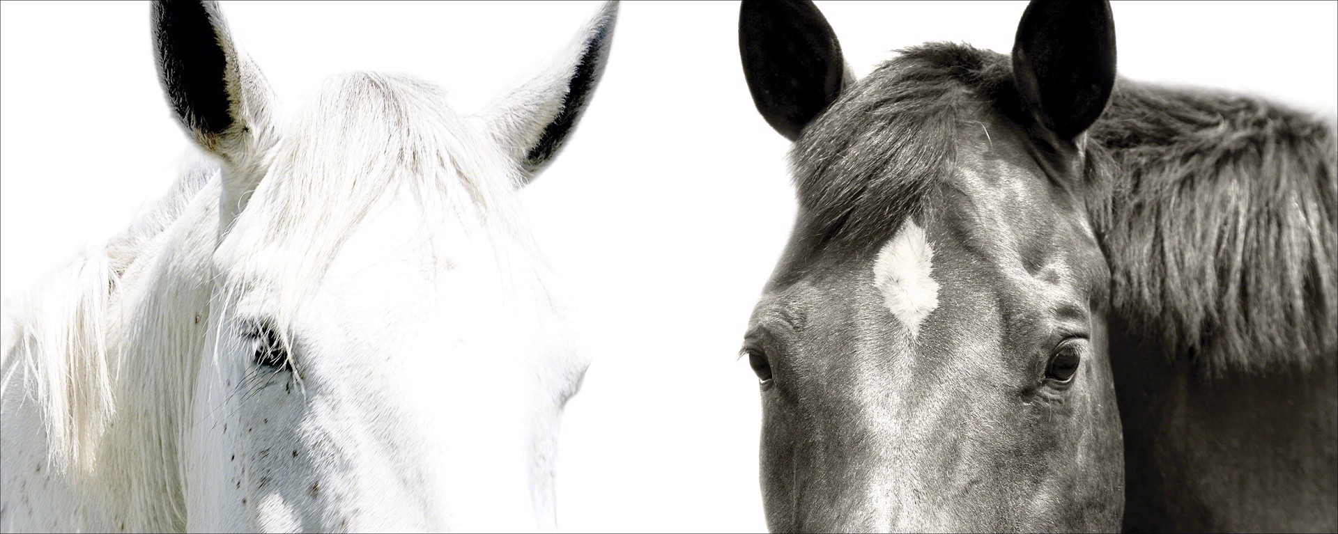 Black_and_White_Ver4 by Bob Tabor