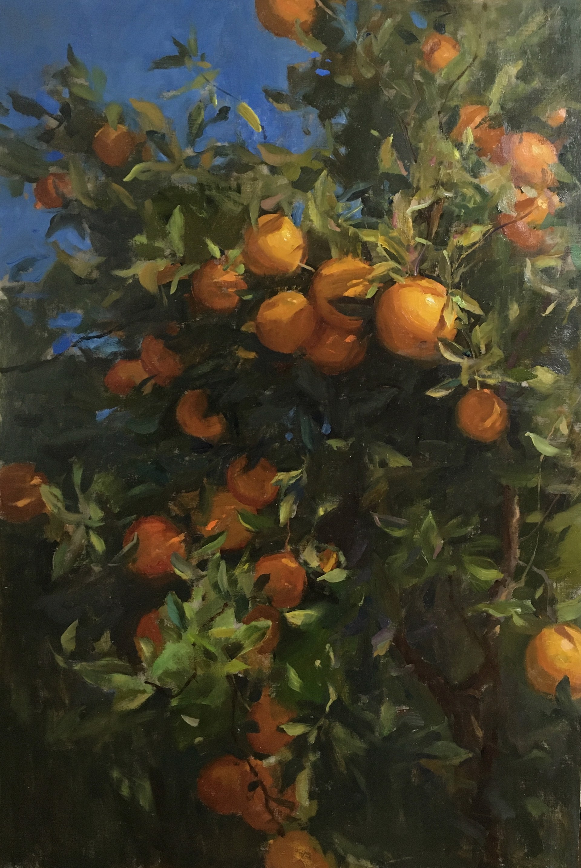 California Oranges by Kyle Ma