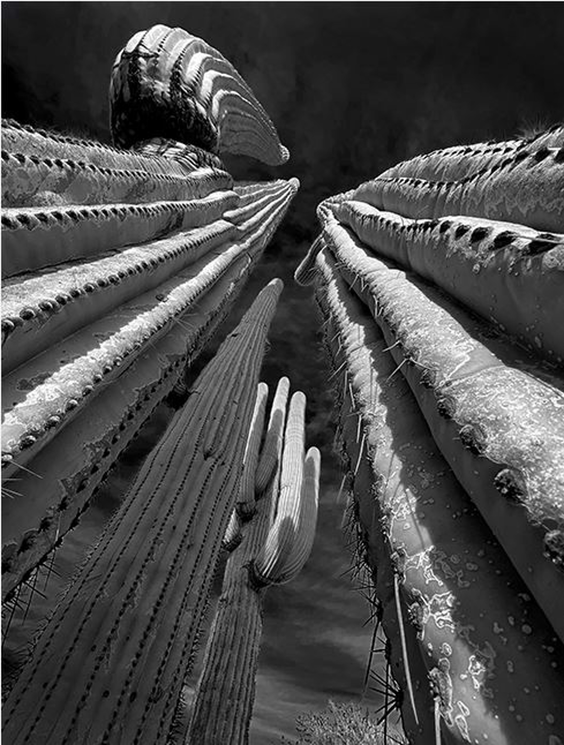 Sky Saguaros by Lance Bell