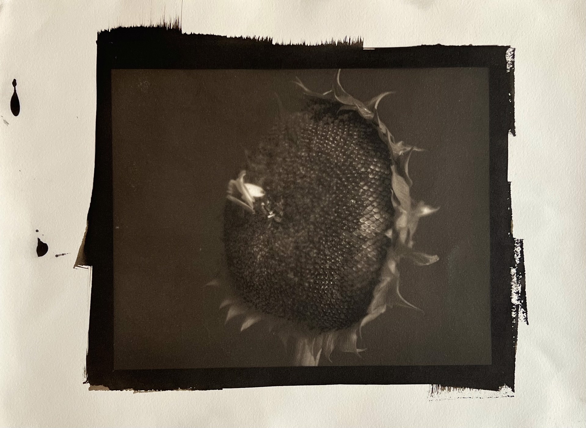 Sunflower #7 A/P by Frank Hunter