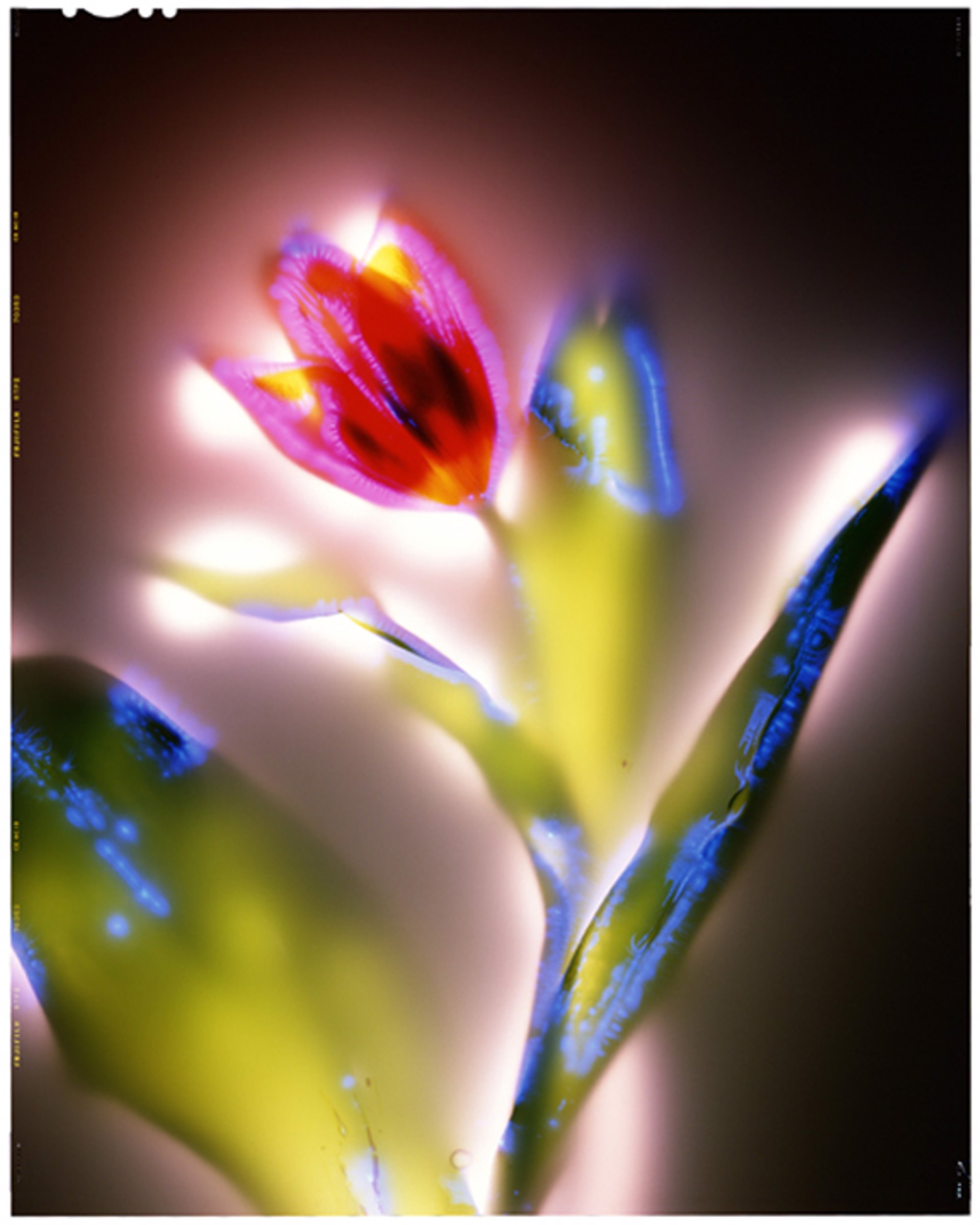 Tulipa, sp. by Robert Buelteman