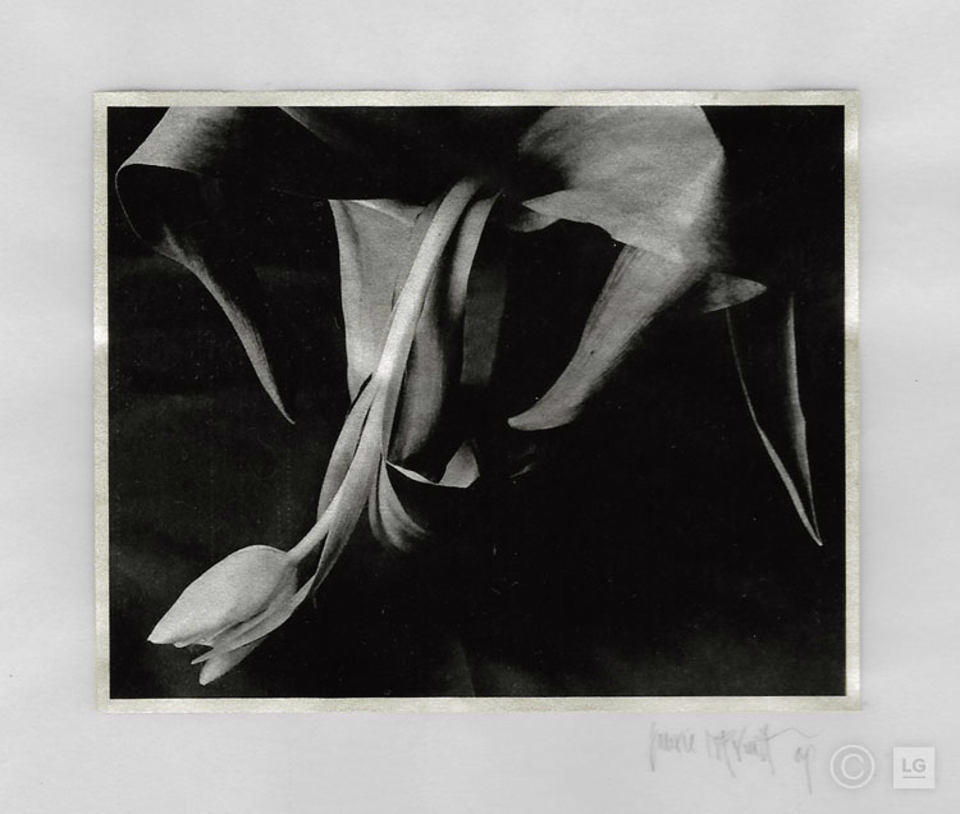Single Tulip by Laurie Pruitt