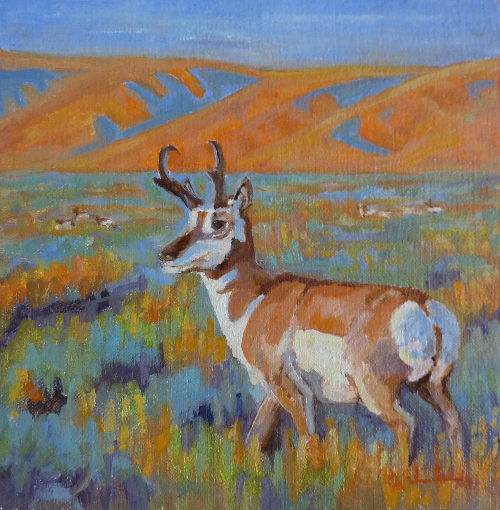 Routt County Proghorn by Cindi Underwood