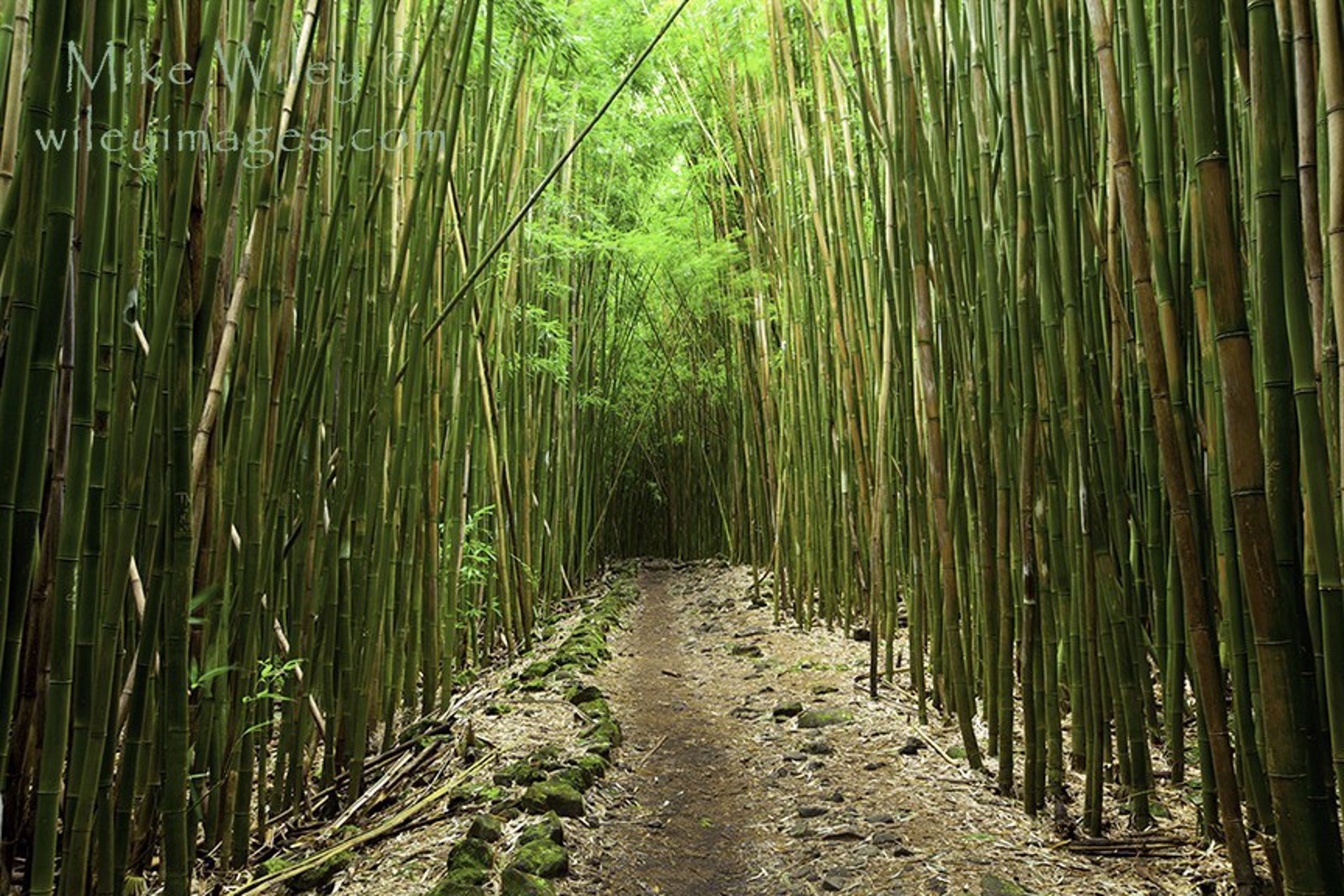 Bamboo Trail Horizontal  by Mike Wiley