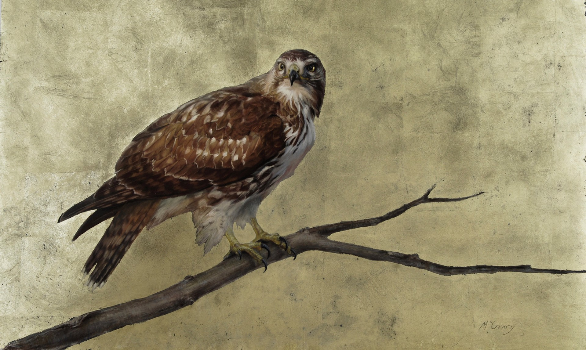 Red-tailed Hawk by Anne McGrory