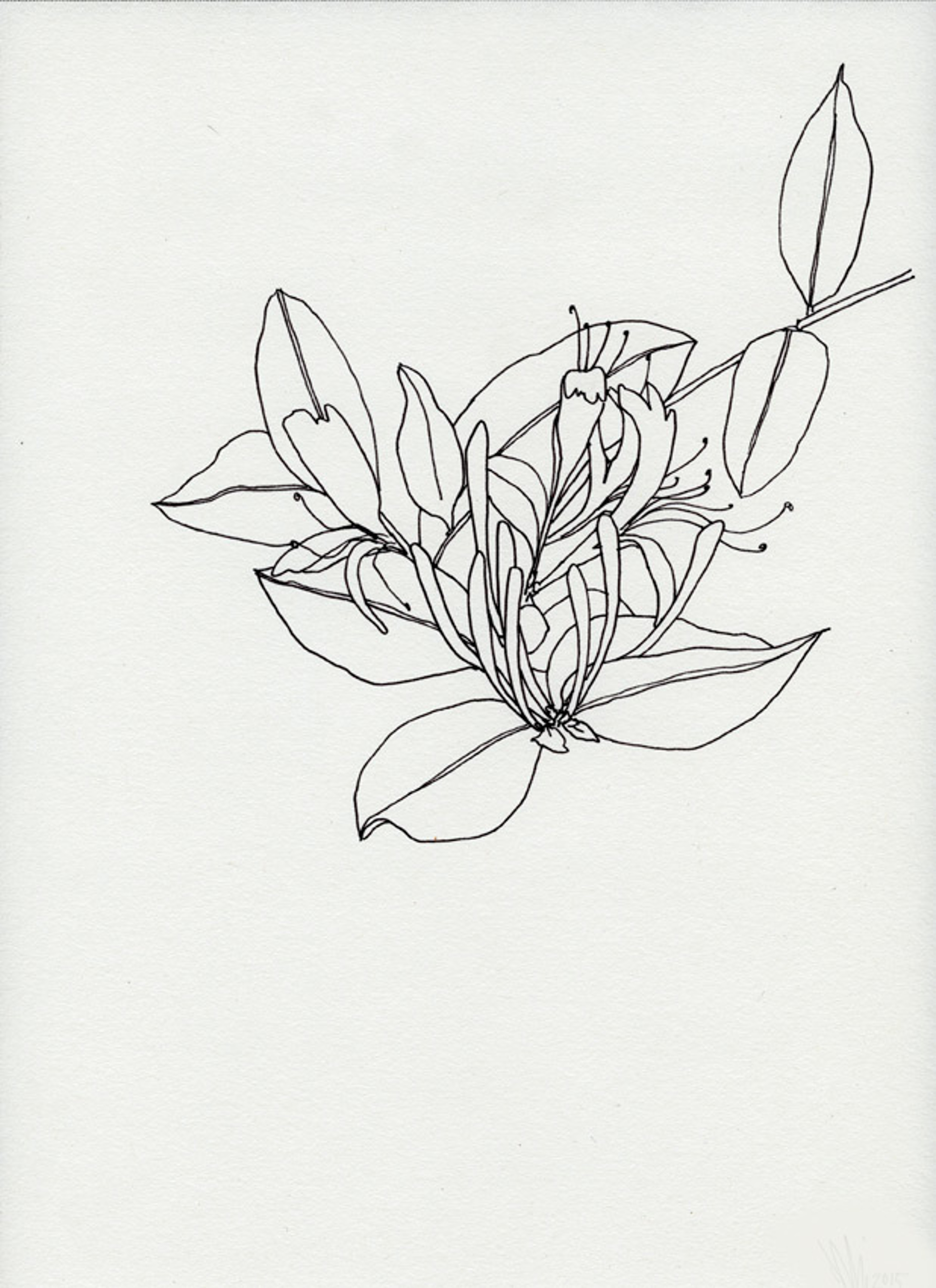 Untitled Botanical by Mia Kaplan