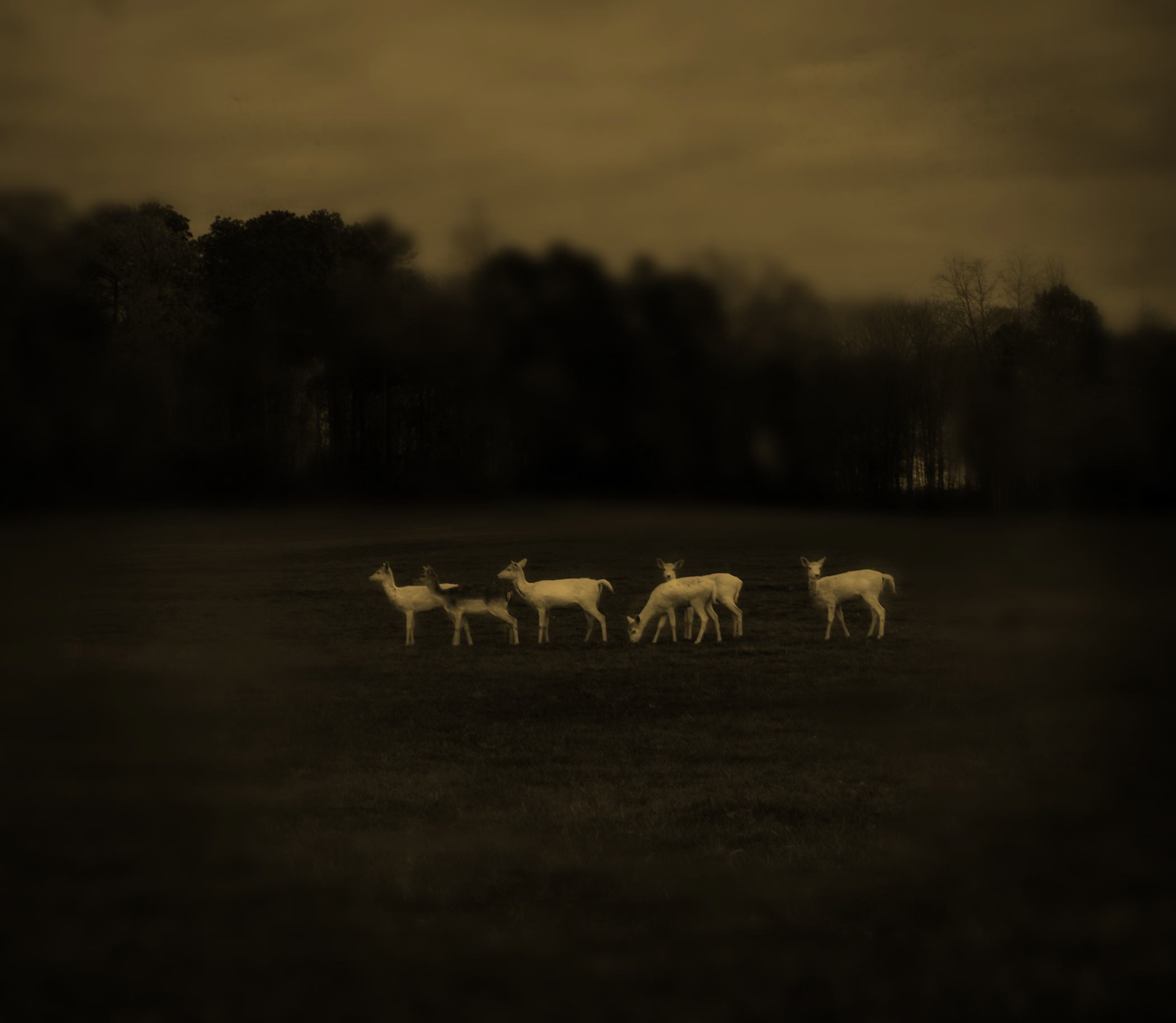 White Deer 13/20 by Jack Spencer