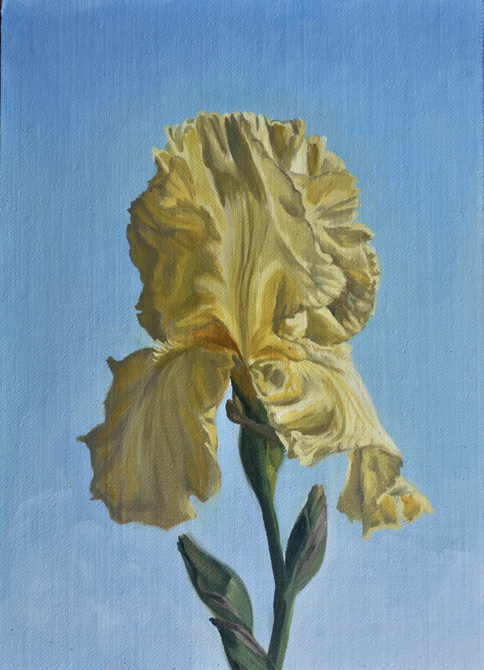 Yellow Iris by Robin Hextrum