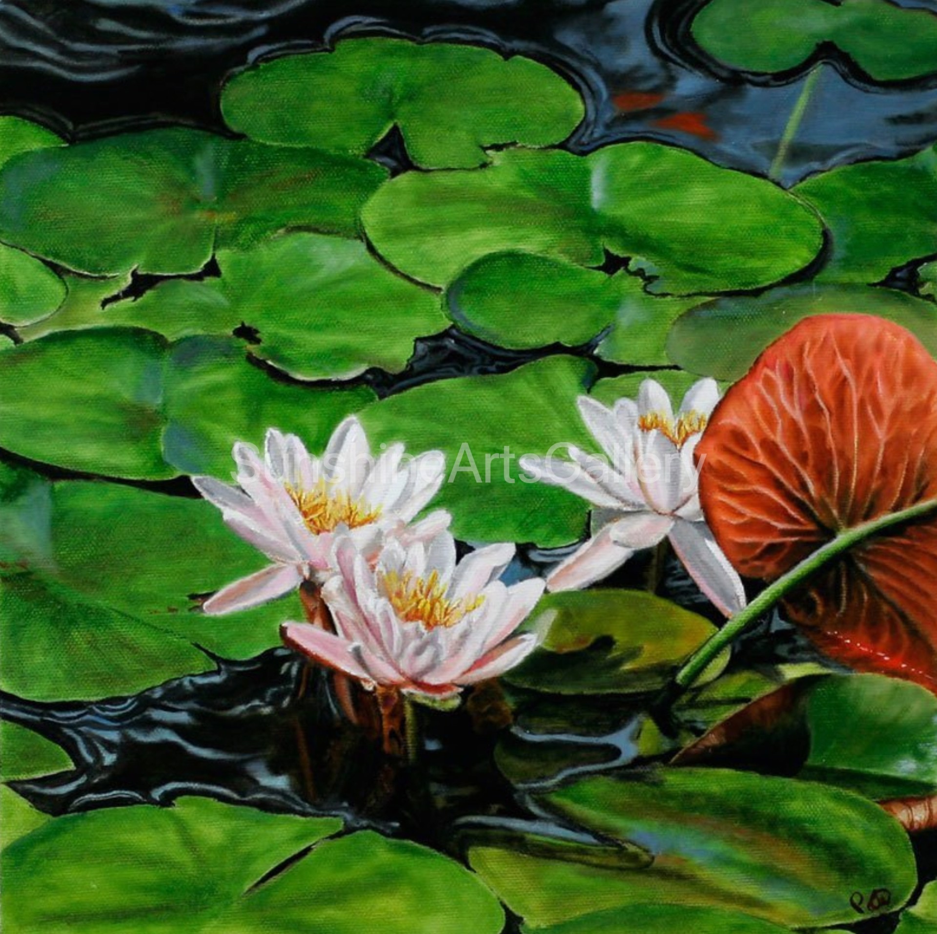 Pink Water Lilies by Pati O'Neal
