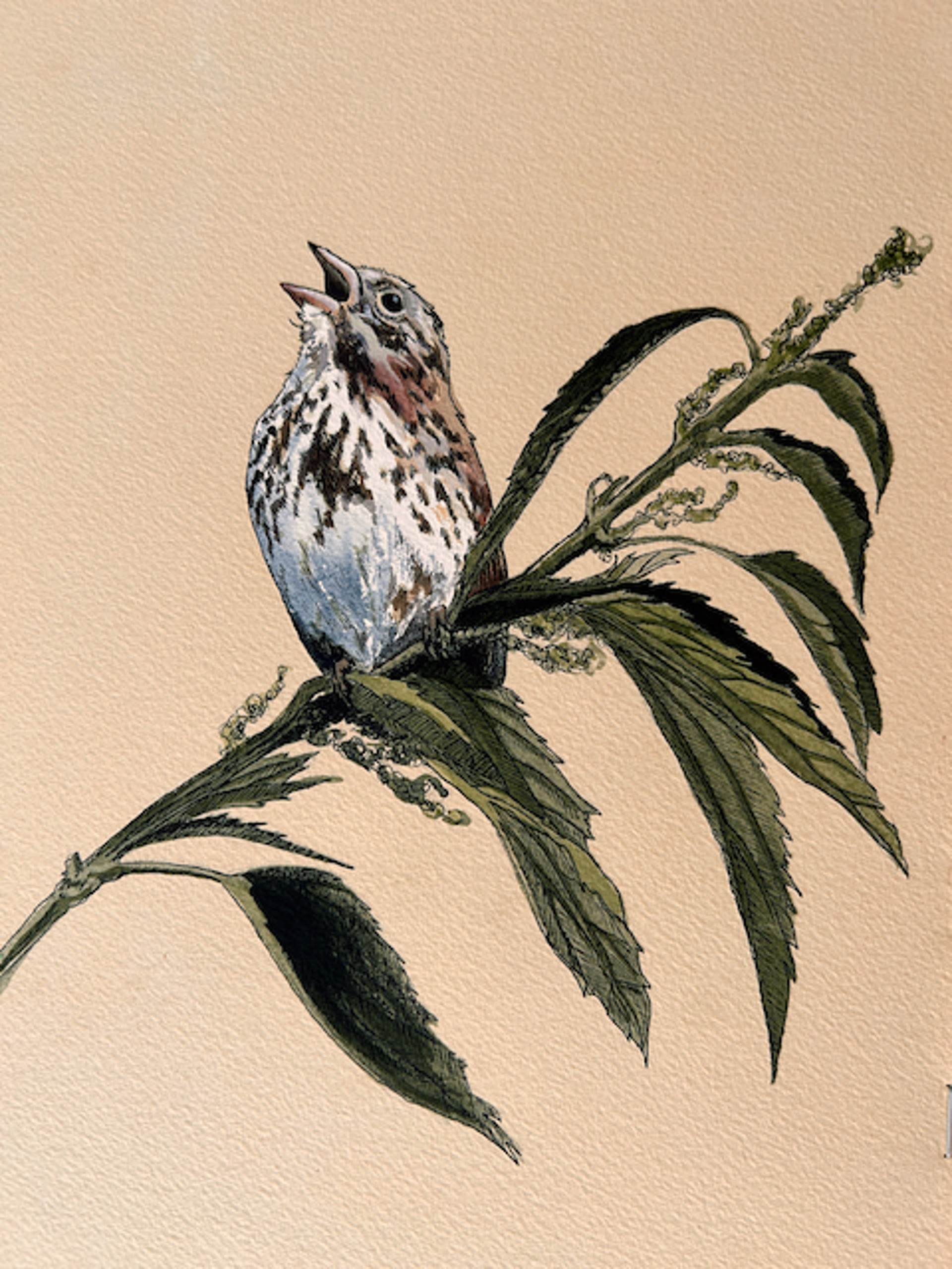 Song Sparrow by HEATHER MILLAR