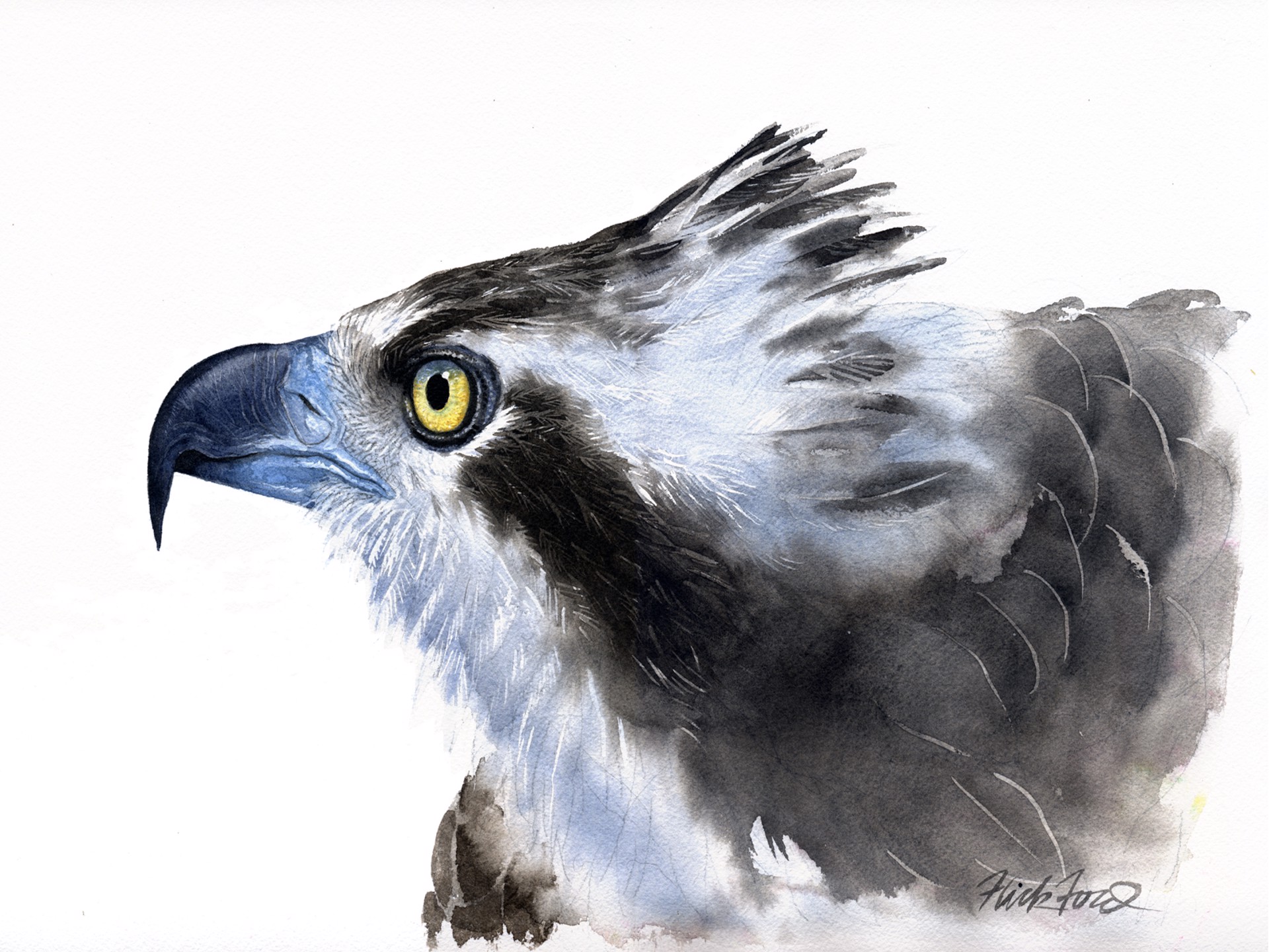 Osprey Profile by Flick Ford