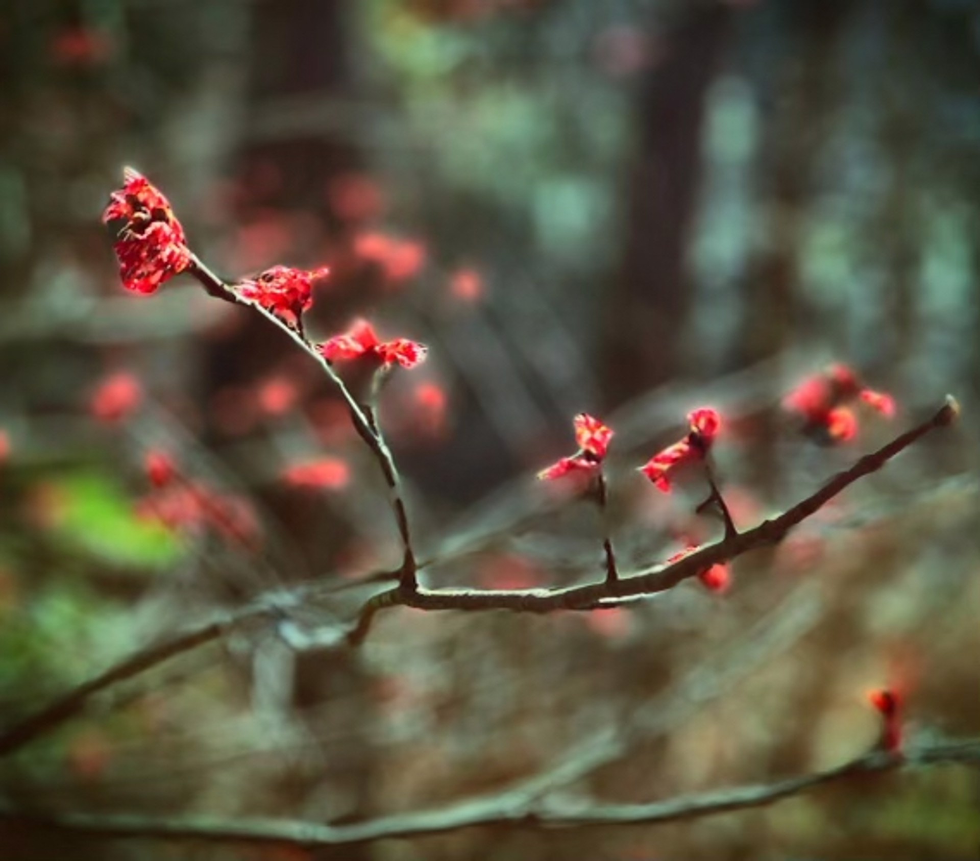 Buds in Abstract by Thomas Reale