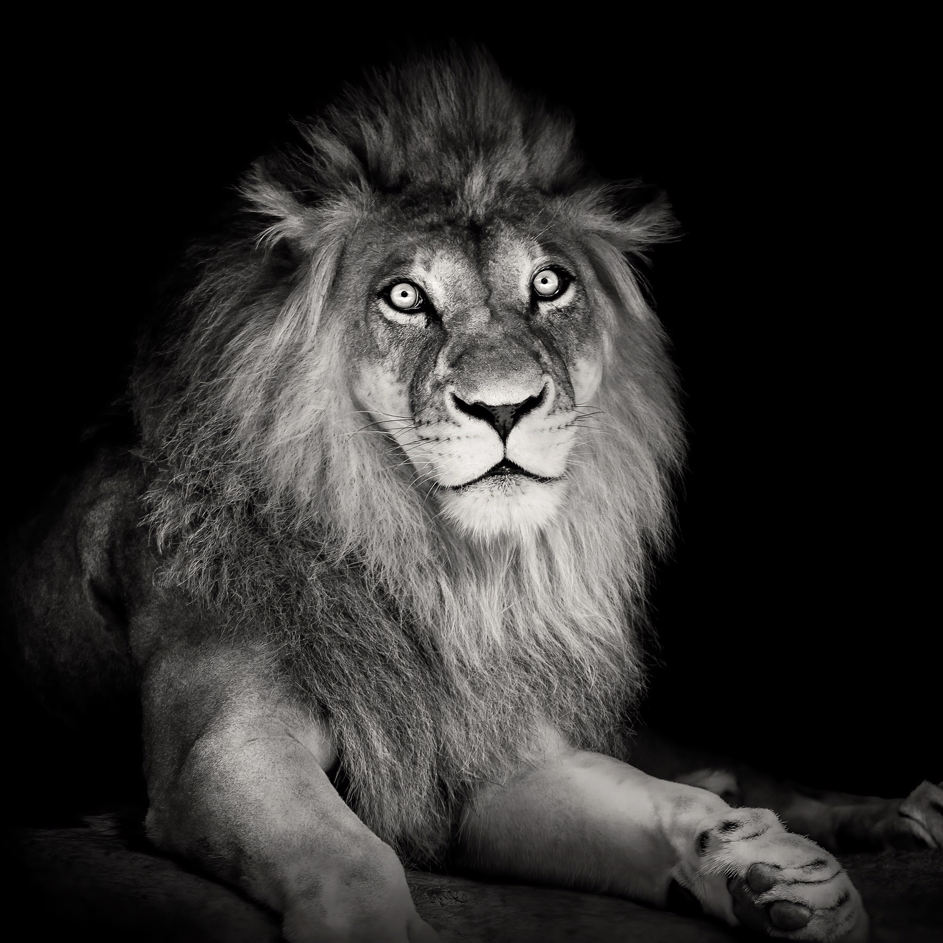 Portrait of a Lion by Lauren Chambers